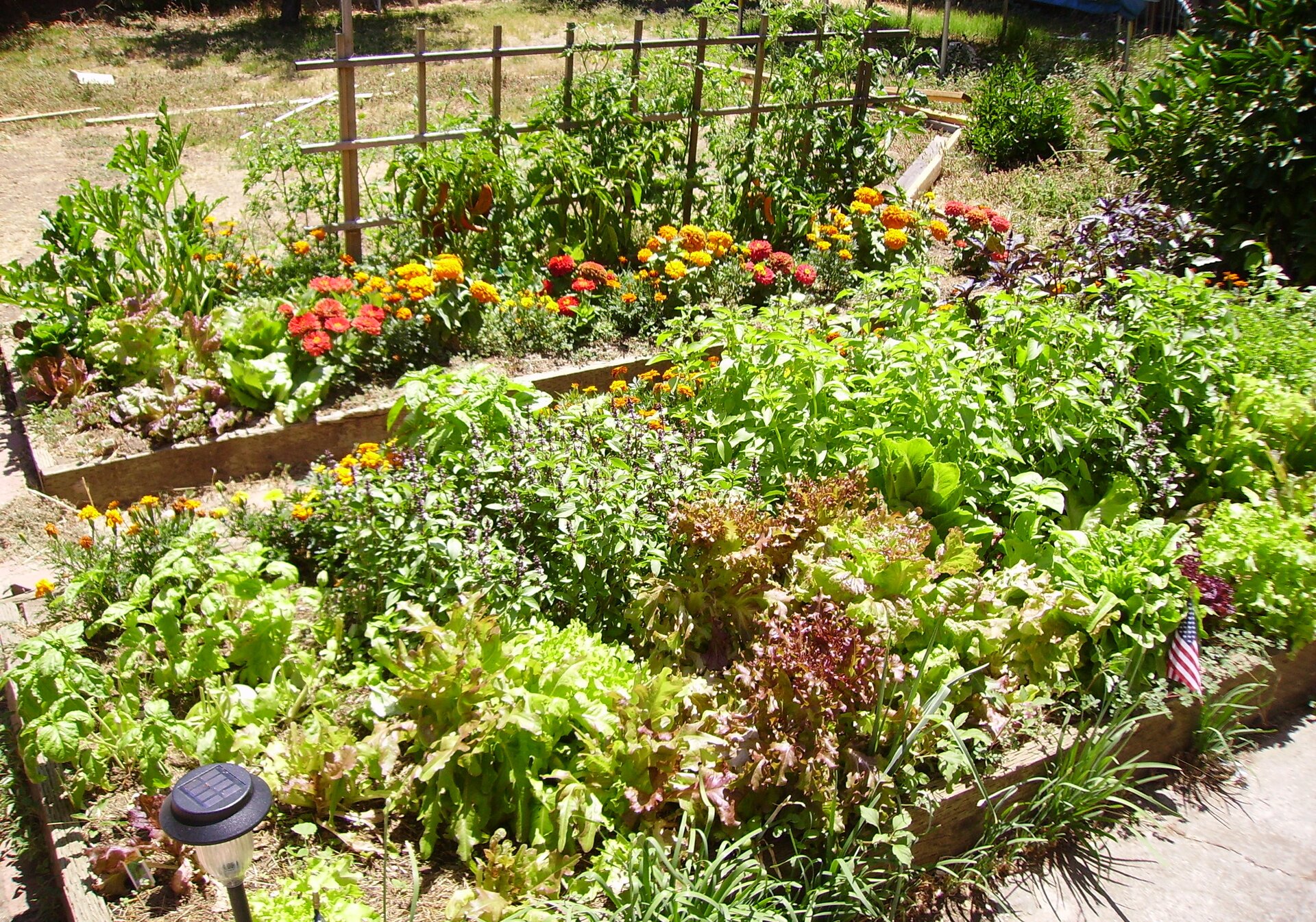 Fotografia prezentuje fragment ogródka działkowego z grządkami żyznych warzyw zielonych.