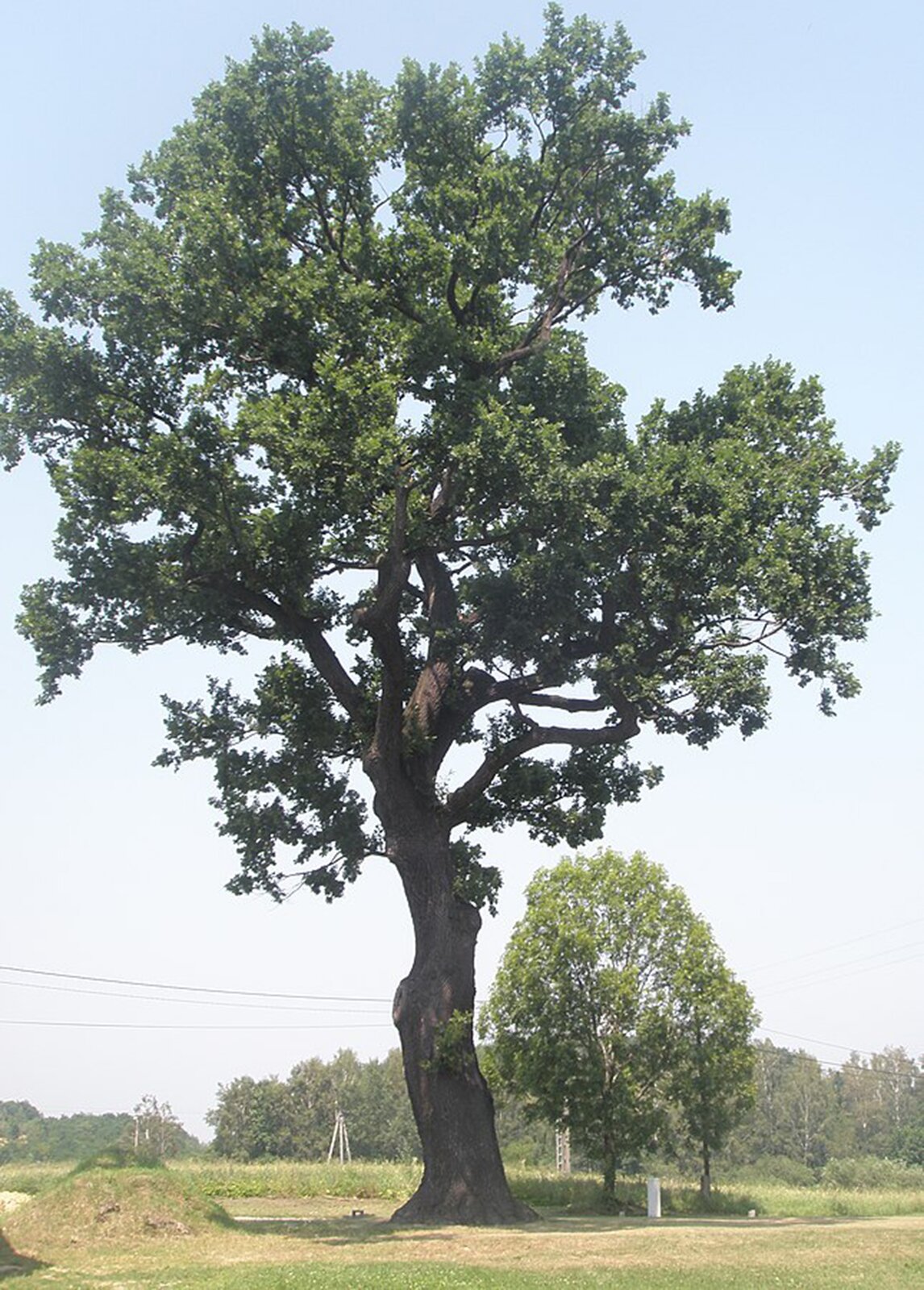 Na planszy widoczny jest Dąb szypułkowy. Ma on szeroki, ciemno‑brązowy, wysoki pień z licznymi rozgałęzieniami, które porastają ciemno‑zielone, liczne liście.
