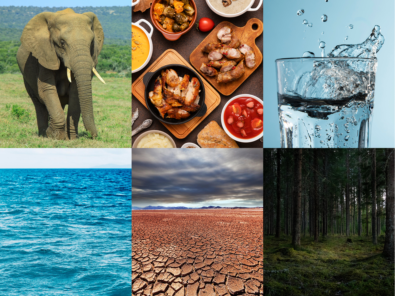 Ilustracja składa się z sześciu zdjęć, po trzy w dwóch rzędach. W górnym rzędzie od lewej widoczne jest zdjęcie, na którym przedstawiony jest idący po trawie słoń. Na zdjęciu pośrodku widoczny jest blat, na którym znajdują się drewniane deski oraz miseczki i naczynia wypełnione daniami, na przykład smażonymi kawałkami mięsa, pokrojoną kiełbasą, sosem pomidorowym, zupą dyniową. Na zdjęciu po prawej widoczna jest szklanka wypełniona wodą, z której rozchlapują się na boki krople płynu. W dolnym rzędzie od lewej widoczne jest zdjęcie, na którym przedstawiono zbiornik wodny z niebieską, lekko pofalowaną wodą. Na zdjęciu pośrodku widoczna jest spękana, sucha ziemia, nad którą widoczne są ciemne chmury. Na zdjęciu po prawej widoczny jest las iglasty i niewielka polanka porośnięta mchem.