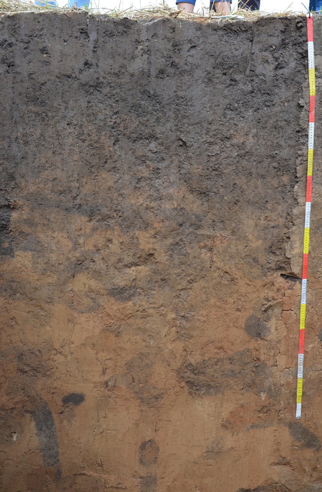 Zdjęcie przedstawia profil gleby. W górnej warstwie gleba ma kolor szary do około 80 centymetrów, poniżej kolor gleby jest jasnobrązowy.  