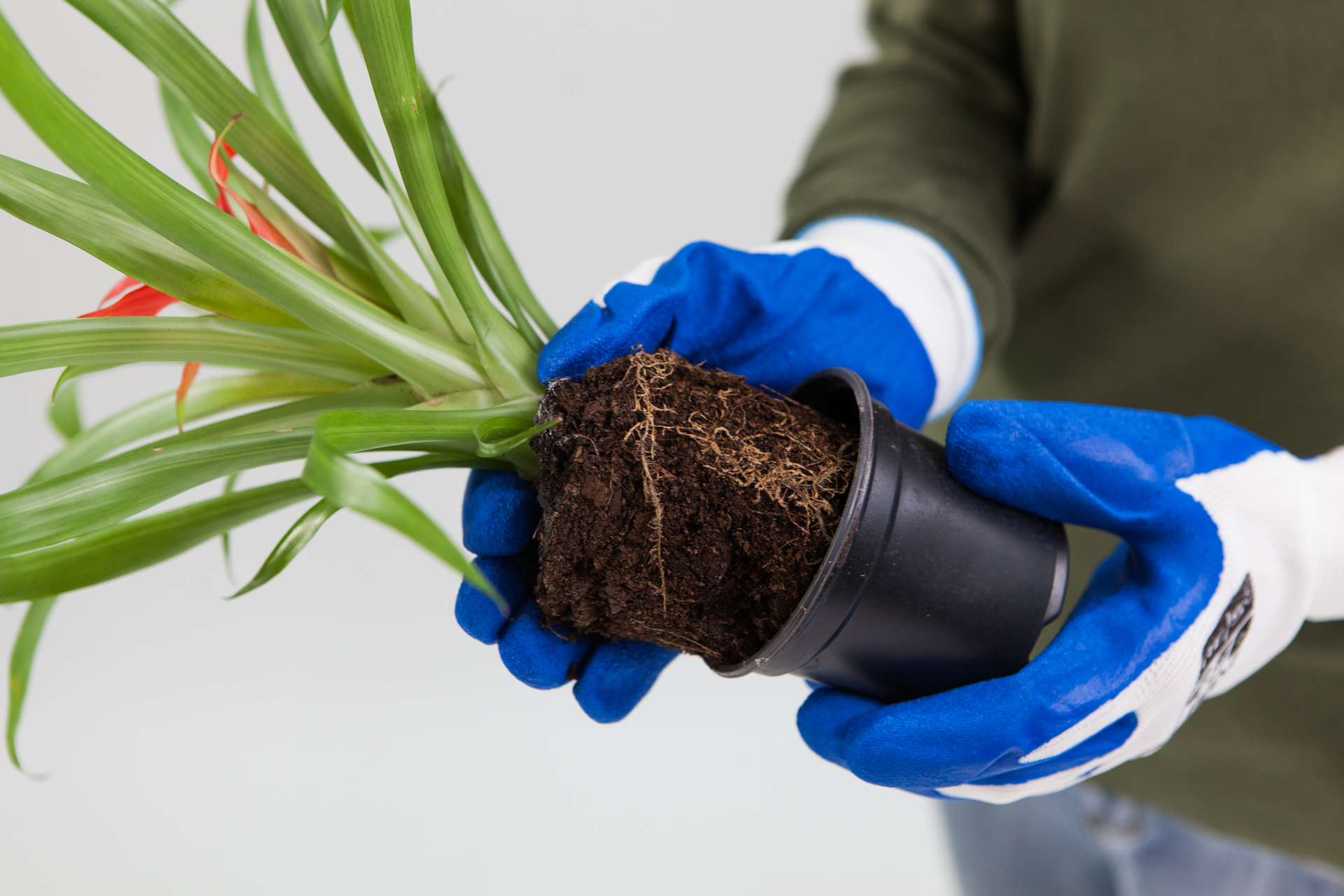 Slajd 3 – pokazano wyjętą roślinę z doniczki, trzymaną przez demonstratora w rękawiczkach.