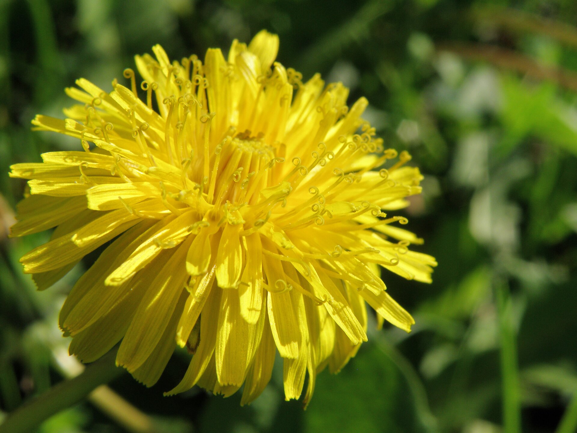 Zdjęcie przedstawia mniszka lekarskiego. Kwiat mniszka jest rozłożysty, składa się z wielu cienkich i podłużnych, żółtych płatków tworząc kształt okrągły kształt.