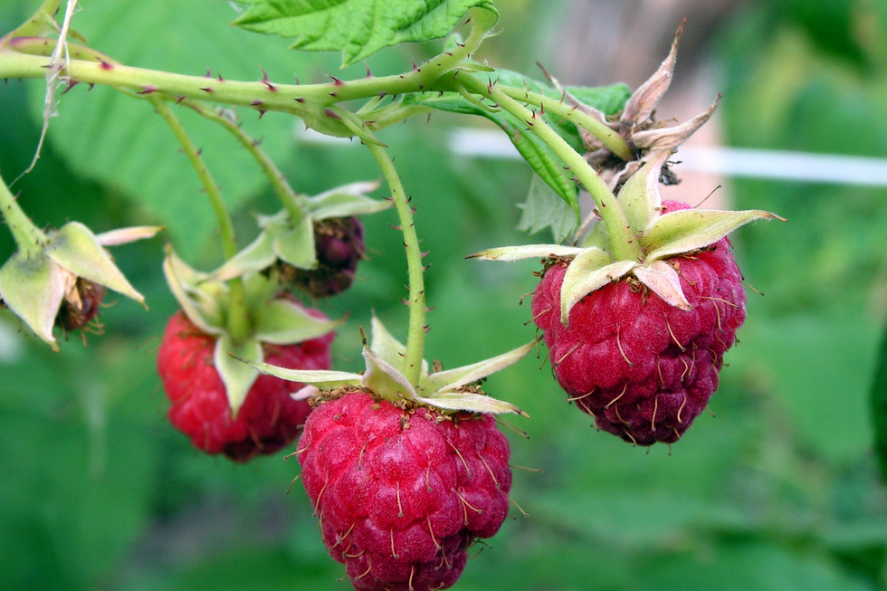 Fotografia przedstawia w zbliżeniu zielony łukowato zawieszony pęd maliny z trzema owocami. Na pędzie są liczne, drobne fioletowe kolce. Owoc maliny składa się z licznych, czerwonych puszysto owłosionych małych pestkowców zebranych w owoc o stożkowym kształcie. 