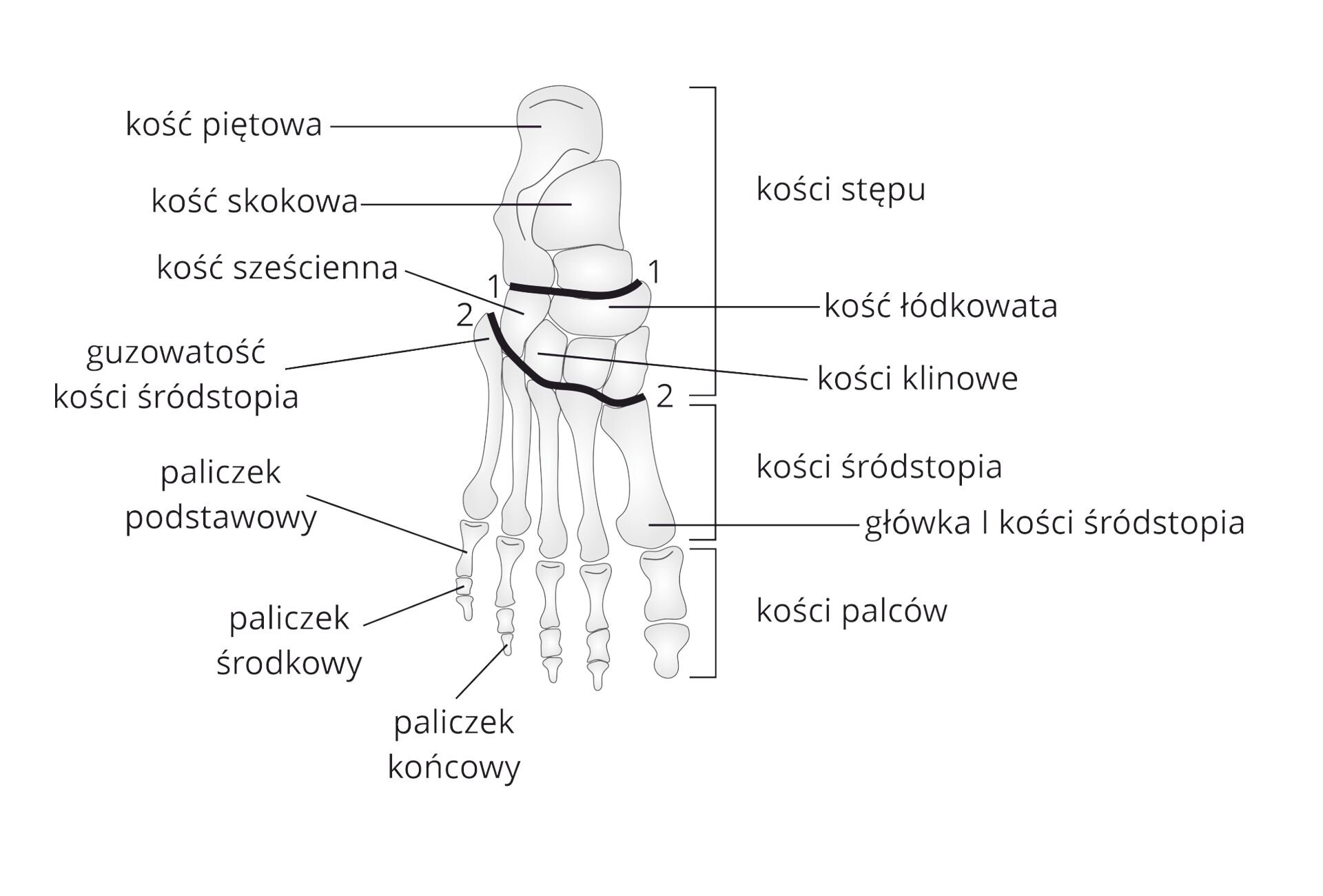 Grafika przedstawia schemat budowy kostnej stopy, która składa się z kości stępu, kości śródstopia i kości palców. W skład kości stępu wchodzą kość piętowa, kość skokowa, kość sześcienna, kość łódkowata i kości klinowe. W kościach śródstopia wyróżniamy guzowatość kości śródstopia i główkę pierwszej kości śródstopia. Na kości palców składają się paliczek podstawowy, paliczek środkowy i paliczek końcowy. 