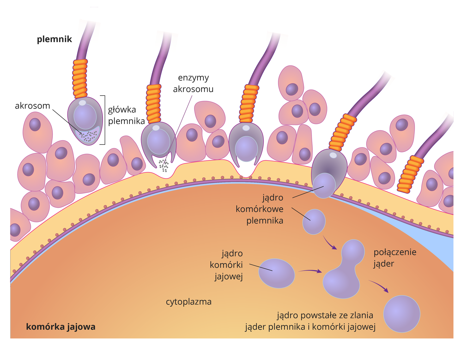 Ilustracja przedstawia beżową półkolistą komórkę jajową z grubą błoną i liliowymi komórkami osłony. Nad nią fioletowo – pomarańczowo – liliowe plemniki. Przedstawiono sześć etapów wnikania plemnika do komórki jajowej. W pierwszym z lewej plemnik zbliża się do komórki jajowej, podpisana główka plemnika i akrosom. W drugim etapie enzymy z akrosomu rozpuszczają osłonę komórki jajowej. W trzecim etapie plemnik przebija osłonę, do wnętrza komórki dociera tylko główka plemnika. Osłonka twardnieje, nie pozwalając innym plemnikom się przebić. W czwartym etapie plemnik uwalnia swoje jądro komórkowe. Jądro komórki jajowej znajduje się w cytoplazmie. W piątym etapie następuje połaczenie jąder plemnika i komórki jajowej. Witka plemnika odpada. W szóstym etapie z połączonych jąder powstaje jądro nowej komórki - zarodka.