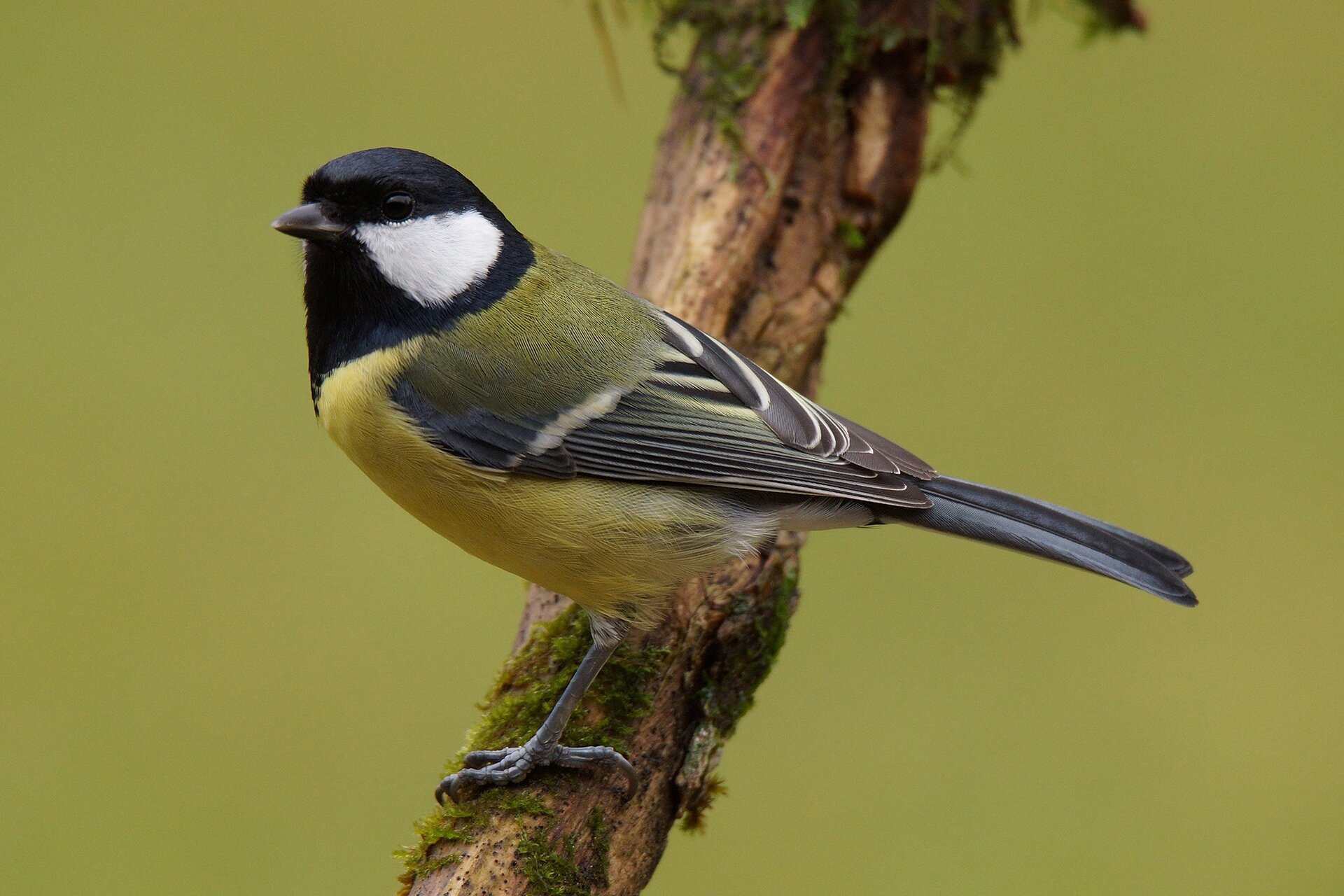 Zdjęcie niewielkiego ptaka siedzącego na gałęzi. Krótki, masywny dziób, upierzenie na głowie czarne z wyjątkiem białych plam pod oczami. Brzuch żółty, skrzydła zielono‑żółte przeplatane czarnymi i białymi pasmami.