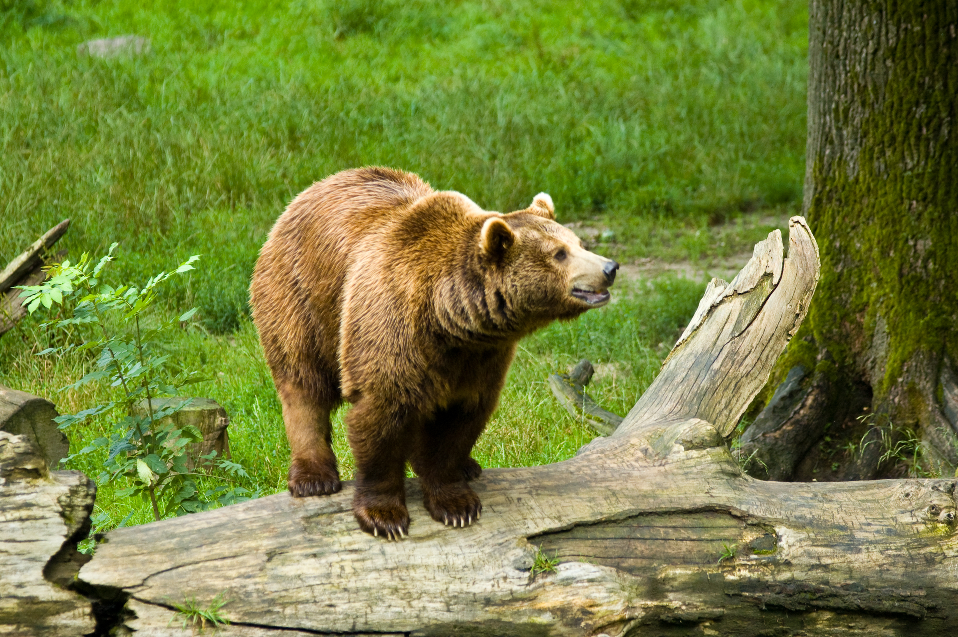 Fotografia prezentuje niedźwiedzia brunatnego, stojącego na pniu drzewa na tle łąki.