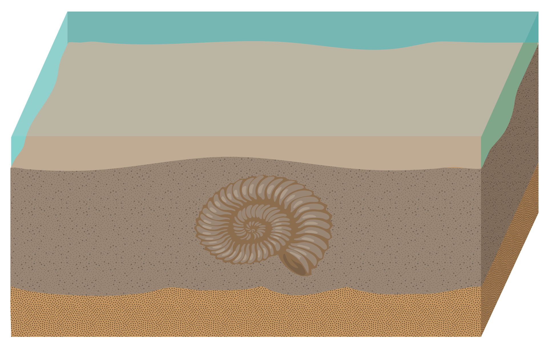 Rysunek przedstawia wapienną muszlę amonita, zasypaną piaskiem i osadami dennymi. Muszla znajduje się w zbiorniku wodnym.