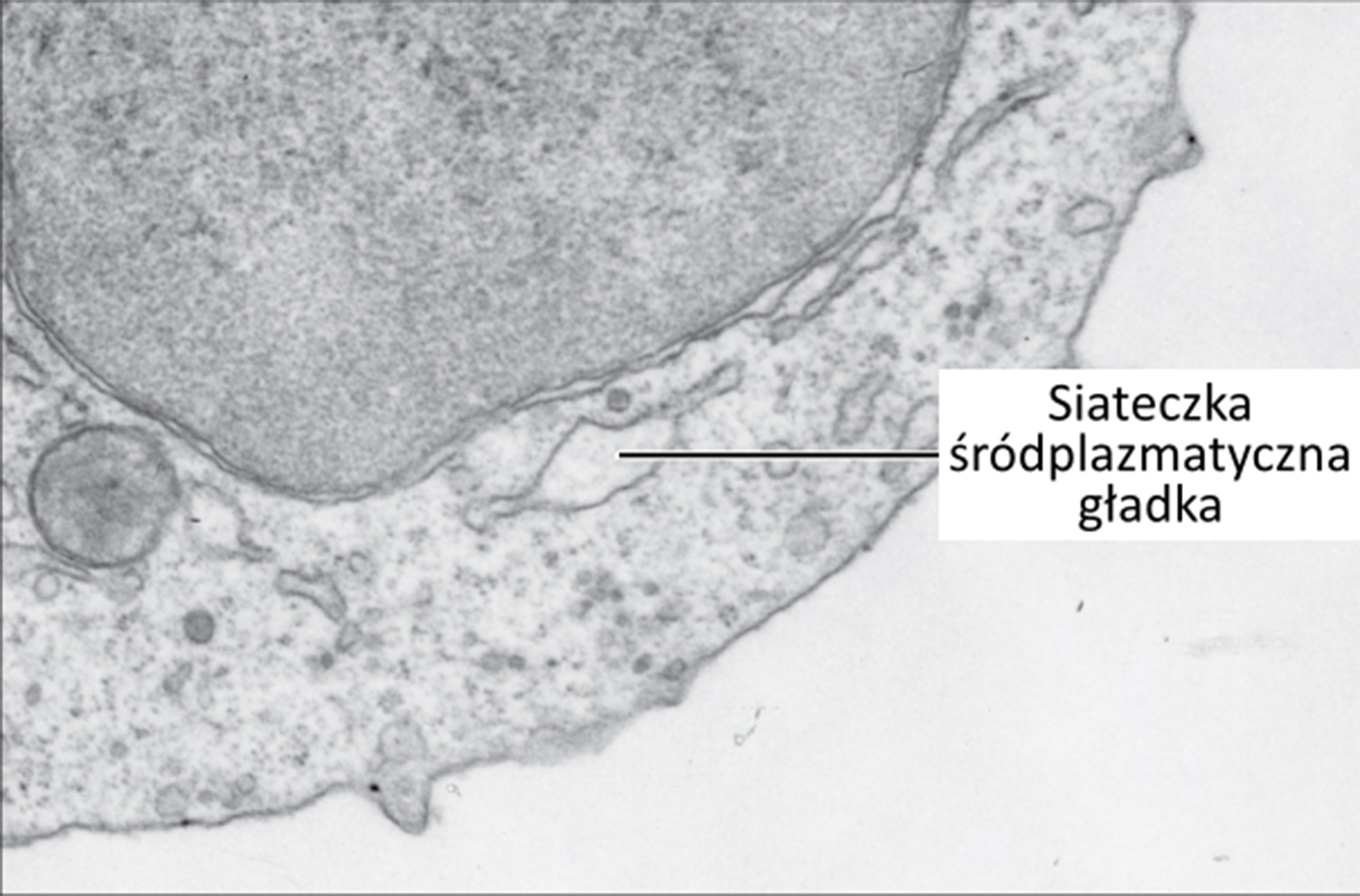 Zdjęcie spod mikroskopu przedstawia fragment komórki. Podpisana siateczka śródplazmatyczna gładka widoczna jako jasna płaska struktura, otoczona błoną mającą ciemny kolor. Nad nią zlokalizowane jest duże, okrągłe jądro komórkowe w ciemniejszym odcieniu szarości.
