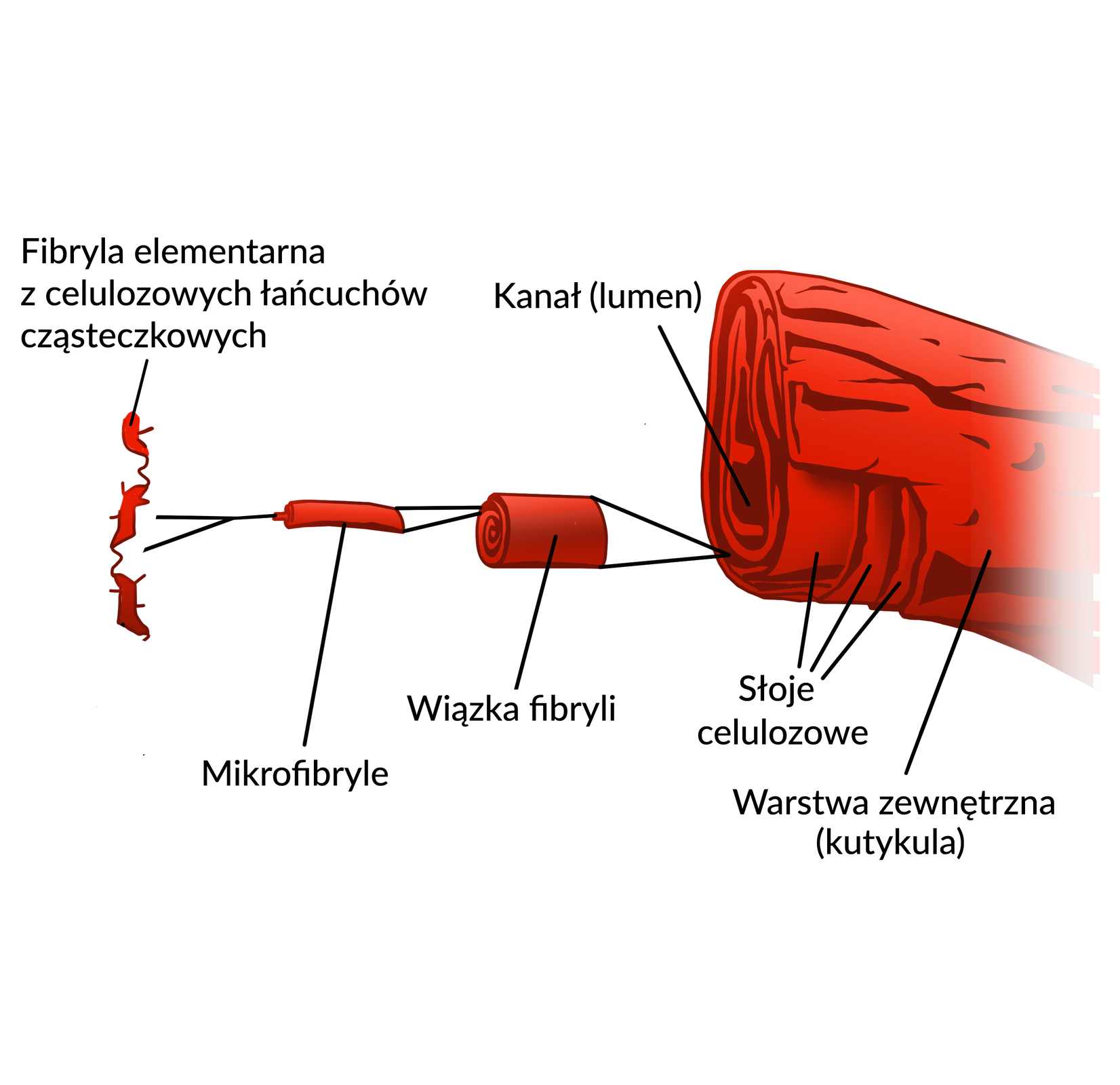 Ilustracja przedstawia model włókna bawełny. Zewnętrzną część tworzy kutykula, głębiej położone są słoje celulozowe, a wewnątrz włókna znajduje się kanał, tak zwany lumen. Włókno składa się z wiązki fibryli, zbudowane z mikrofibryli, a te z kolei buduje fibryla elementarna z celulozowych łańcuchów cząsteczkowych.