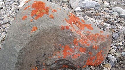 Zdjęcie przedstawia kamień. Na kamieniu są pomarańczowe plamy - to porosty pustyni arktycznej.  