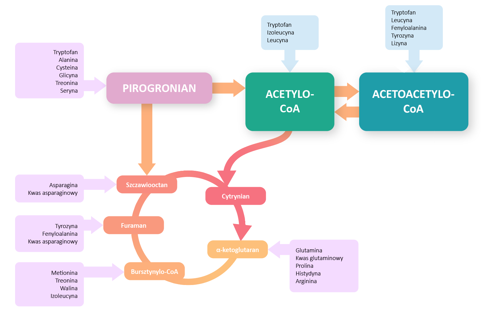 Schemat przedstawia reakcje metaboliczne, w wyniku których dochodzi do powstania substratów biorących udział w cyklu Krebsa. Substraty cyklu Krebsa mogą powstawać z aminokwasów glukogennych (jasnofioletowe) oraz aminokwasów ketogennych (jasnoniebieskie). Aminokwasy glukogenne to: tryptofan, alanina, cysteina, glicyna, treonina, seryna. Aminokwasy ketogenne to tryptofan, izoleucyna, leucyna, fenyloalanina, tyrozyna, lizyna. Kluczowa różnica między aminokwasami glukogennymi i ketogennymi polega na tym, że aminokwasy glukogenne produkują pirogronian lub inne prekursory glukozy podczas swojego katabolizmu, a aminokwasy ketogenne produkują acetylo‑CoA i acetoacetylo‑CoA podczas swojego katabolizmu. Aminokwasy to podstawowe cząsteczki, tworzące strukturę chemiczną białek i polipeptydów. Końcowy produkt katabolizmu aminokwasów daje dwa rodzaje produktów pośrednich. To albo pirogronian albo acetylo‑CoA i acetoacetylo‑CoA. Aminokwasy ketogenne to klasa aminokwasów, które produkują acetylo‑CoA i acetoacetylo‑CoA podczas katabolizmu aminokwasu. Są to produkty pośrednie ich katabolizmu. Produkty te mogą dalej przekształcać się w ciała ketonowe. Aminokwasy ketogenne nie mogą wytwarzać glukozy. Ponieważ ciało ketonowe, które wytwarzają, ostatecznie rozpada się na dwutlenek węgla w cyklu kwasu cytrynowego. Aminokwasy glukogenne przekształcają się w glukozę poprzez glukoneogenezę. Również produkty pośrednie tych aminokwasów mogą obejmować pirogronian, alfa‑ketoglutaran, sukcynylo‑CoA, fumaran lub szczawiooctan. Pięć głównych aminokwasów mogących przybierać formę ketogenną jak i glukogenną to: fenyloalanina, izoleucyna, treonina, tryptofan, tyrozyna.