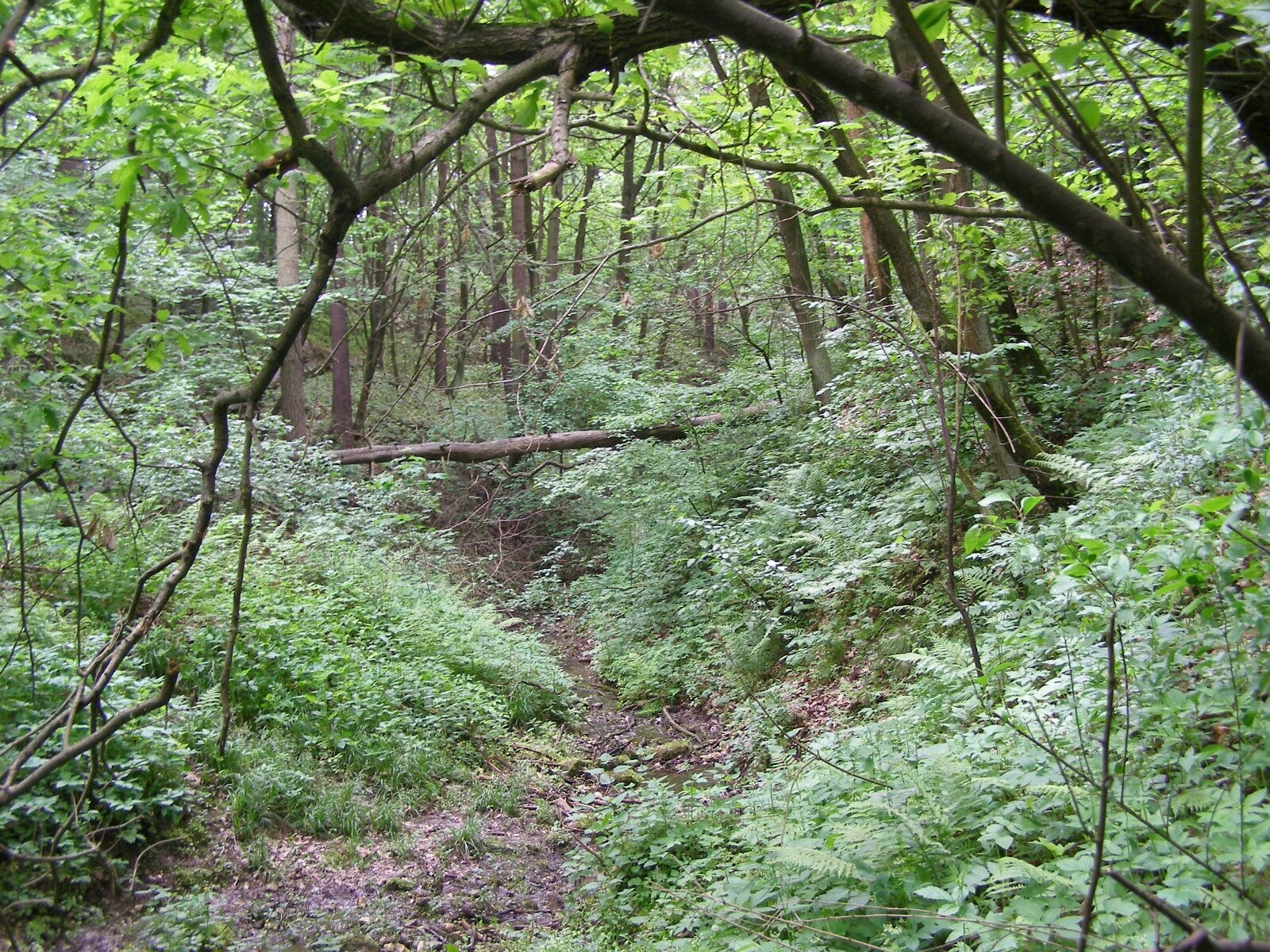 Zdjęcie przedstawia las liściasty.  Pośrodku zdjęcia niewielkie obniżenie terenu, w którym znajduje się ciek wodny. Ma szerokość nie więcej niż jeden metr, jest bardzo płytki. Dookoła gęste zarośla i drzewa.