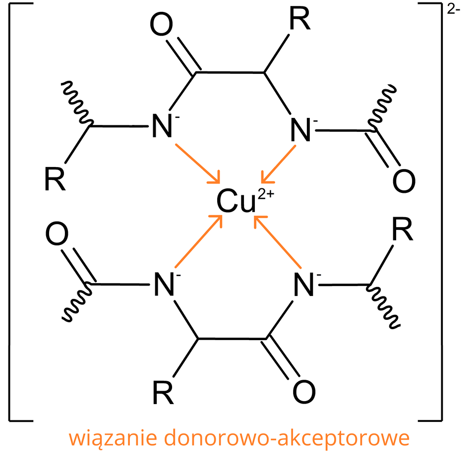 Ilustracja przedstawiająca strukturę kompleksu peptydu z jonem miedzi na drugim stopniu utlenienia. Atom centralny stanowi C u indeks górny, dwa, plus, koniec indeksu górnego. Jest on związany z czterema atomami azotu z ujemnymi ładunkami za pomocą wiązań koordynacyjnych, te atomy azotu pochodzą od zdeprotonowanych grup N H w cząsteczkach dwóch peptydów. Dwa atomy azotu od jednej cząsteczki peptydu, dwa atomy azotu od drugiej cząsteczki peptydu. Wiązania te podpisane są jako wiązania donorowo‑akceptorowe. Dwie cząsteczki peptydu są przedstawione identycznymi wzorami ogólnymi. Struktura peptydu jest następująca: ukazany jest fragment peptydu połączony z grupą karbonylową, w której atom węgla połączony jest z atomem azotu z ujemnym ładunkiem, który to oprócz wiązania koordynacyjnego posiada wiązanie do grupy C H połączonej z resztą R i grupą karbonylową, która połączona jest z kolejnym atomem azotu z ujemnym ładunkiem. Ten atom azotu oprócz wiązania koordynacyjnego połączony jest z dalszym fragmentem peptydu, który na pierwszym rozgałęzieniu przyłączony jest do reszty R. Całość kompleksu wzięta w kwadratowy nawias i sumaryczny ładunek wynosi <math aria‑label=minus dwa">-2.
