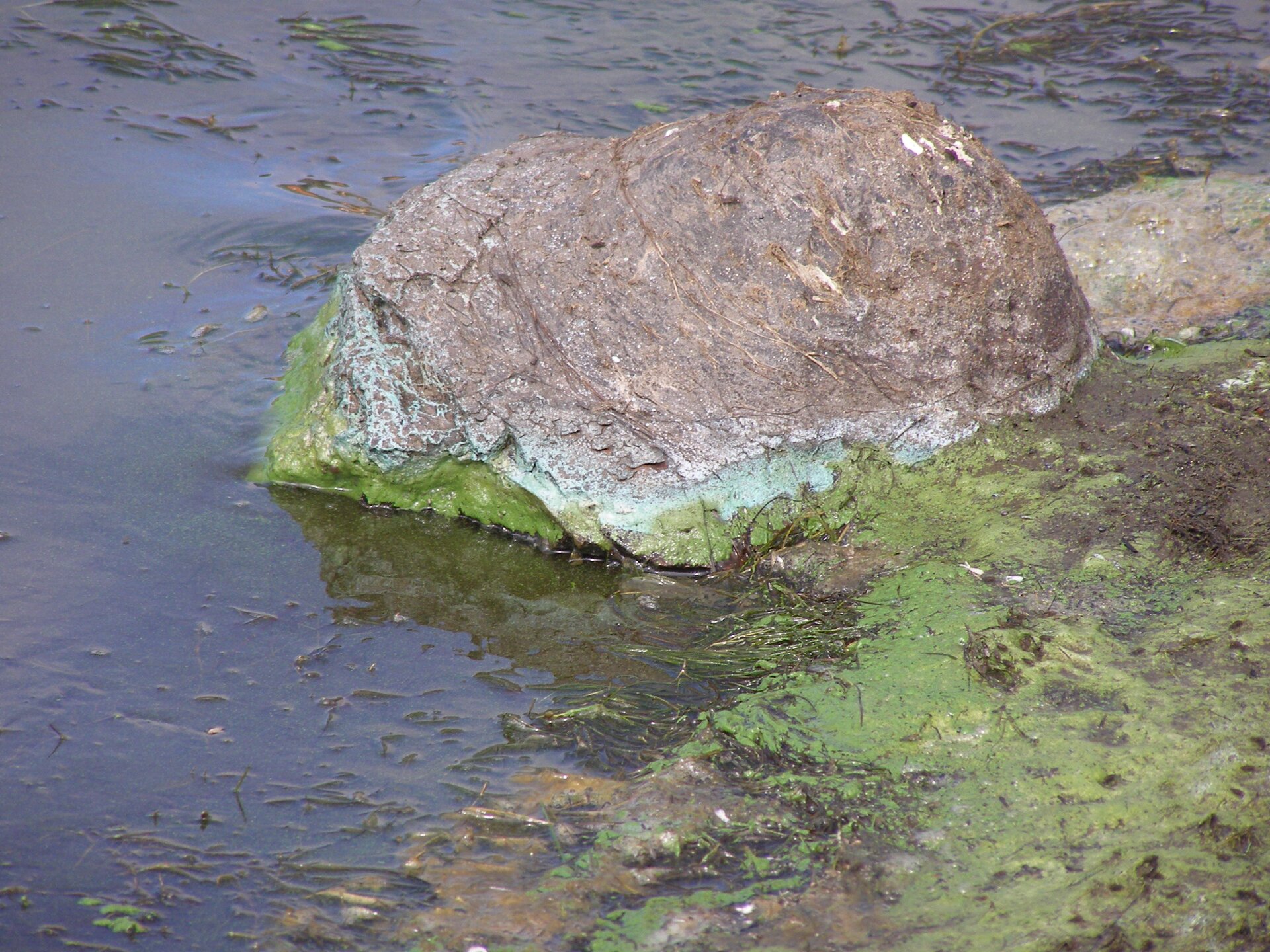 Fotografia przedstawia brzeg zbiornika wodnego. Po prawej stronie skała częściowo zanurzona w wodzie. Na niej, na granicy wody i powietrza zielony nalot glonów.