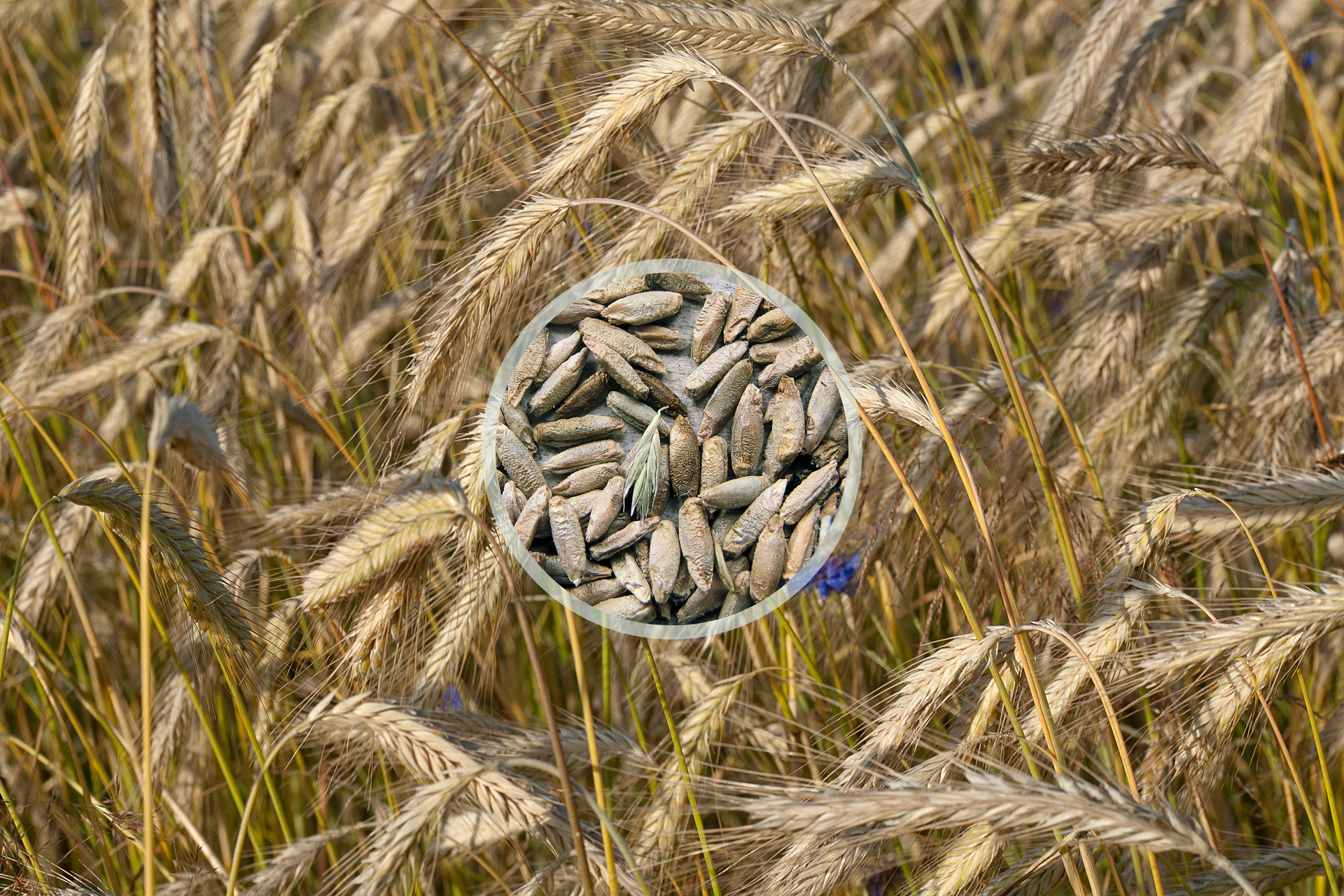 Fotografia przedstawia łan żyta. Ukazano pochylone kłosy z licznymi nasionami z ośćmi. W centrum nałożone zbliżenie szarych, podłużnych ziaren.