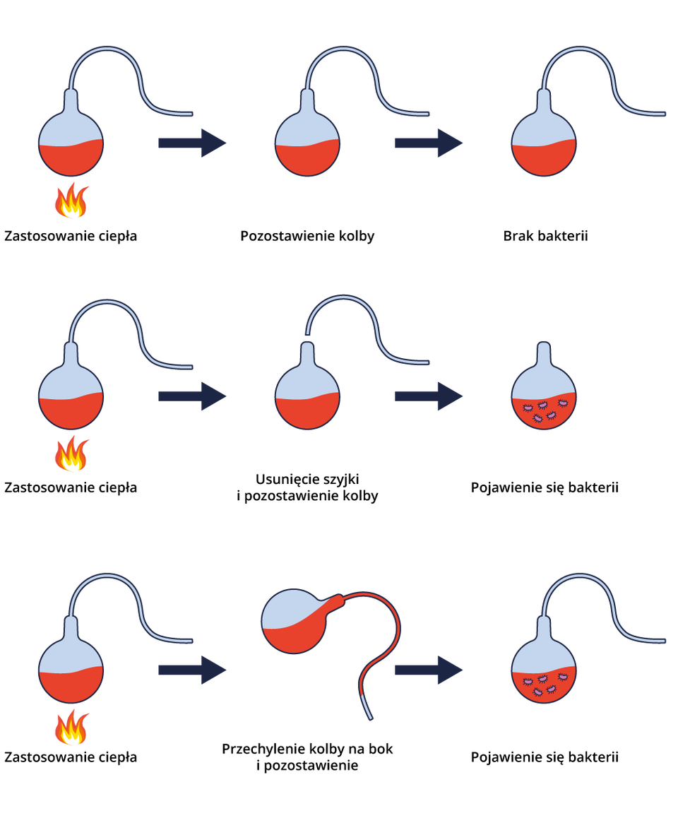 Na grafice przedstawione są trzy schematy. 1. Pierwsza kolba laboratoryjna zapełniona jest cieczą do połowy i jest podgrzewana. Kolby mają doczepiony wężyk. Podpis: Zastosowanie ciepła, strzałka w prawo wskazuje na kolbę wypełnioną do połowy. Pozostawienie kolby, strzałka w prawo - kolba z cieczą do połowy i podpisem: brak bakterii. Schemat 2. Pierwsza kolba z wężykiem wypełniona jest do połowy płynem i podgrzewana, podpis: Zastosowanie ciepła - strzałka w prawo - kolba wypełniona cieczą do połowy z odłączonym wężykiem i podpisem: Usunięcie szyjki i pozostawienie kolby - strzałka w prawo - kolba bez wężyka, w cieczy znajdują się plamki, podpis: Pojawienie się bakterii. Schemat 3. Kolba z cieczą do połowy i doczepionym wężykiem jest podgrzewana, podpis: Zastosowanie ciepła - strzałka w prawo - kolba z wężykiem i cieczą jest przechylona w prawo, przez wężyk przelewa się ciecz, podpis: Przechylenie kolby na bok i pozostawienie - strzałka w prawo - Kolba z cieczą i plamkami w niej, wężyk jest przyczepiony. Podpis: Pojawienie się bakterii.