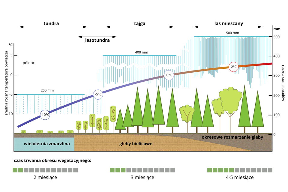 Na ilustracji przedstawiono wpływ klimatu na roślinność strefy umiarkowanej. Wyszczególniono tundrę, lasotundrę, tajgę i las mieszany. Tundra: średnia roczna temperatura powietrza od minus 5 do minus 10 stopni Celsjusza, roczna suma opadów 200 milimetrów, czas trwania okresu wegetacyjnego 2 miesiące. Bardzo niska roślinność. Wieloletnia zmarzlina. Lasotundra: temperatura około minus 5 stopni Celsjusza, opady od 200 do 400 milimetrów, czas trwania okresu wegetacyjnego 3 miesiące. To strefa przejściowa między bezdrzewną tundrą i tajgą, w której zbiorowiska roślinne typowe dla obu tych stref przenikają się wzajemnie. W jej obrębie lasotundry przebiega granica drzew. Tajga: temperatura od minus 5 do zera stopni Celsjusza, opady 400 milimetrów, okres wegetacji: 3 miesiące, roślinność: drzewa liściaste i iglaste. Las mieszany: temperatura od zera do 2 stopni Celsjusza, opady 500 milimetrów, czas trwania okresu wegetacyjnego od 4 do 5 miesięcy. Drzewa liściaste i iglaste. Okresowe zamarzanie gleby.      