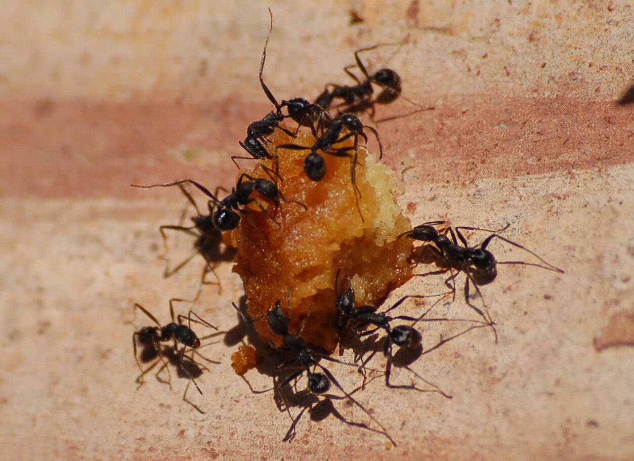 Fotografia przedstawia mrówki transportujące pokarm.