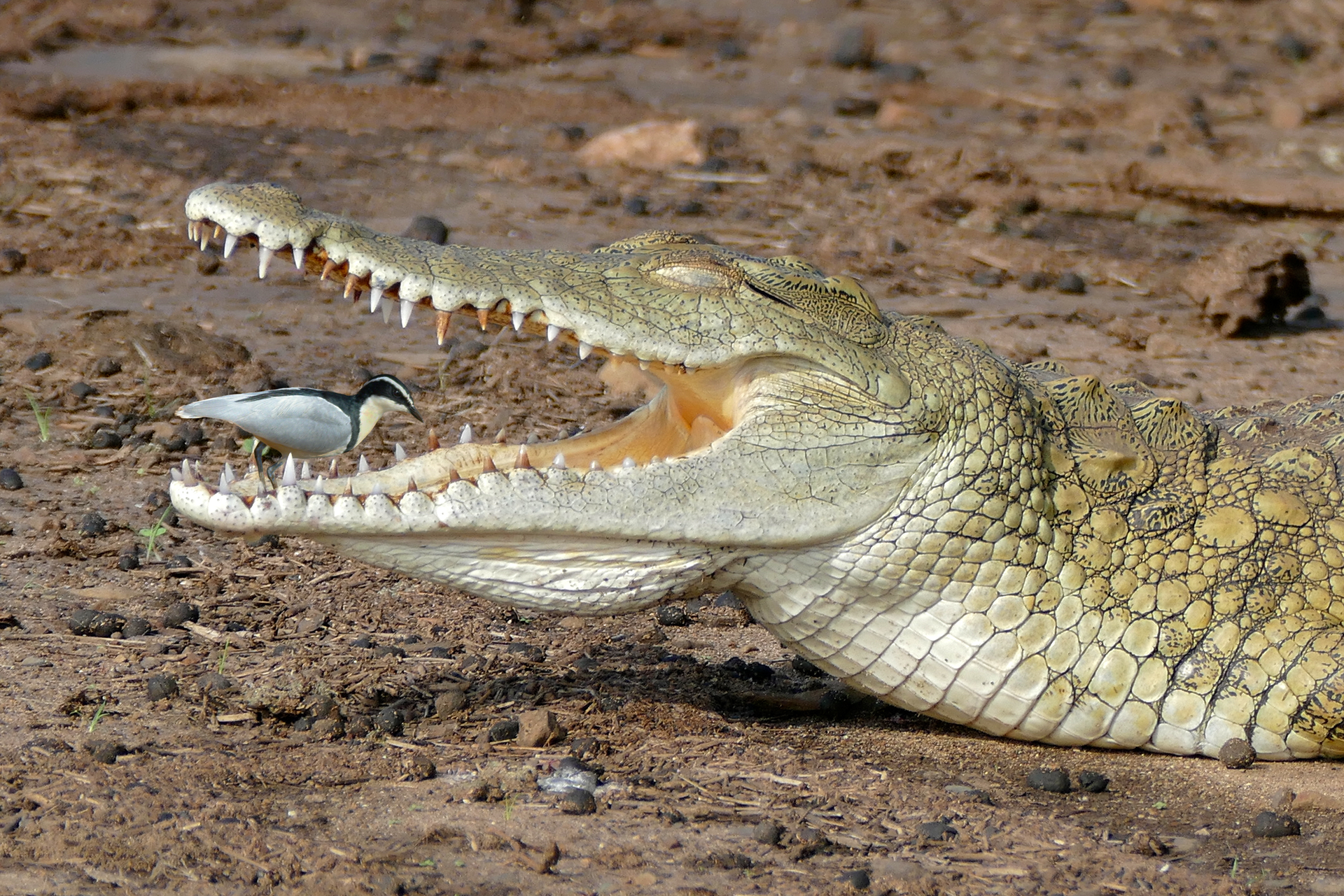 Fotografia prezdstawia krokodyla zwróconego bokiem. Krokodyl ma otwartą paszczę, W paszczy stoi mały ptak czyściciel.