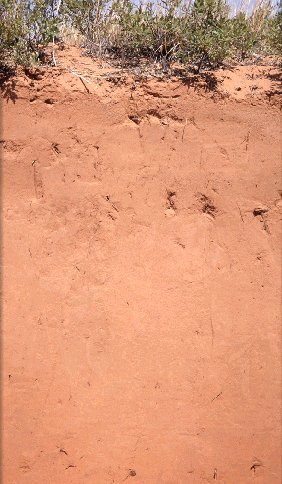 Zdjęcie prezentuje profil gleby w kolorze czerwonawym. Warstwa znajdująca się od góry jest nieco ciemniejsza niż warstwa spodnia. Cały profil zdaje się prezentować glebę dość piaszczystą.