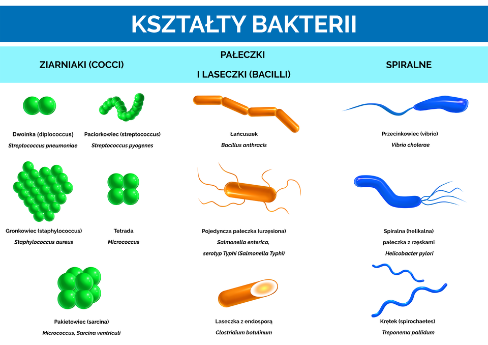 Klasyfikacja bakterii według kształtów. Wyróżniono cztery kształty bakterii. Ziarniaki (Cocci), pałeczki i laseczki (Bacilli) oraz spiralne. Ziarniaki: przykład dwoinki (diplococcus) Streptococcus pneumoniae. Ma postać dwóch złączonych ze sobą zielonych kulek. Paciorkowiec (streptococcus) Streptococcus pyogenes. Ma postać podłużnego organizmu zbudowanego z połączonych ze sobą zielonych kulek. Gronkowiec (staphylococcus) Staphylococcus aureus . To połączone ze sobą w jednej płaszczyźnie zielone kulki. Tetrada Micrococcus. To połączone ze sobą cztery zielone kulki. Mają kształt kwadratu. Pakietowiec (sarcina) Micrococcus Sarcina ventriculi. Ma postać sześcianu zbudowanego z ośmiu zielonych kulek. Pałeczki i laseczki (Bacilli). Podano następujące przykłady. Łańcuszek Bacillus anthracis. To połączone ze sobą laseczki. Tworzą długi łańcuch. Pojedyncza pałeczka (z wicią) Salmonella enterica, serotyp Typhi (Salmonella Typhi). Ma postać pojedynczej pomarańczowej pałeczki z wiciami na dwóch końcach. Końce są zaokrąglone. Laseczka z endosporą Clostridium botulinum. Ma podłużną postać. Jeden koniec jest zaokrąglony. Z drugiej strony laseczka jest ucięta. Widać przekrój. W środku w przekroju jest kolor żółty, ma pomarańczową otoczkę, a następnie jest otoczka w kolorze białym. Typ kształtu spiralny. Przykłady. Przecinkowiec (vibrio) Vibrio cholerae. Ma postać niebieskiej podłużnej formy z szerszą przednią częścią i węższą tylną. Z tyłu ma jedną wić. Kolejna forma: spiralna (helikalna), pałeczka z wiciamiHelicobacter pylori. Ma postać niebieskiej podłużnej formy z kilkoma wiciami na końcu. Ostatni przykład to krętek (spirochaetes) Treponema pallidum. Ma długą, cienką postać. Przypomina korkociąg.