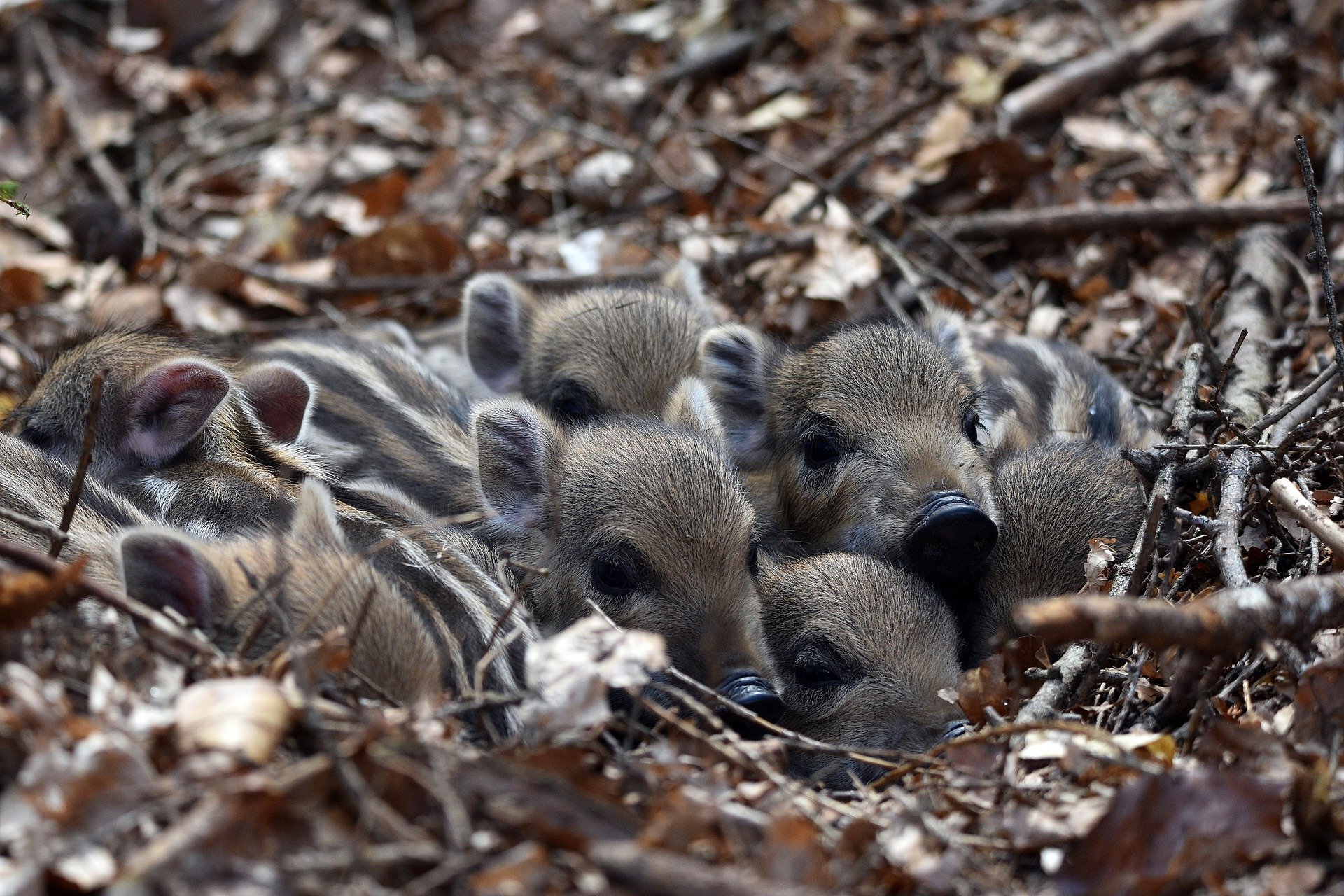 Zorientowana poziomo fotografia barwna ukazująca w centrum kadru 7 warchlaków stłoczonych w jamie pośród suchych liści i gałązek. 6 małych dziczków, których ciała pokryte są szaro brązową szczeciną z ciemnymi paskami wzdłuż grzbietów skierowała ryjki w stronę widza. Tylko 1 z lewej strony odwrócony jest do tyłu.
