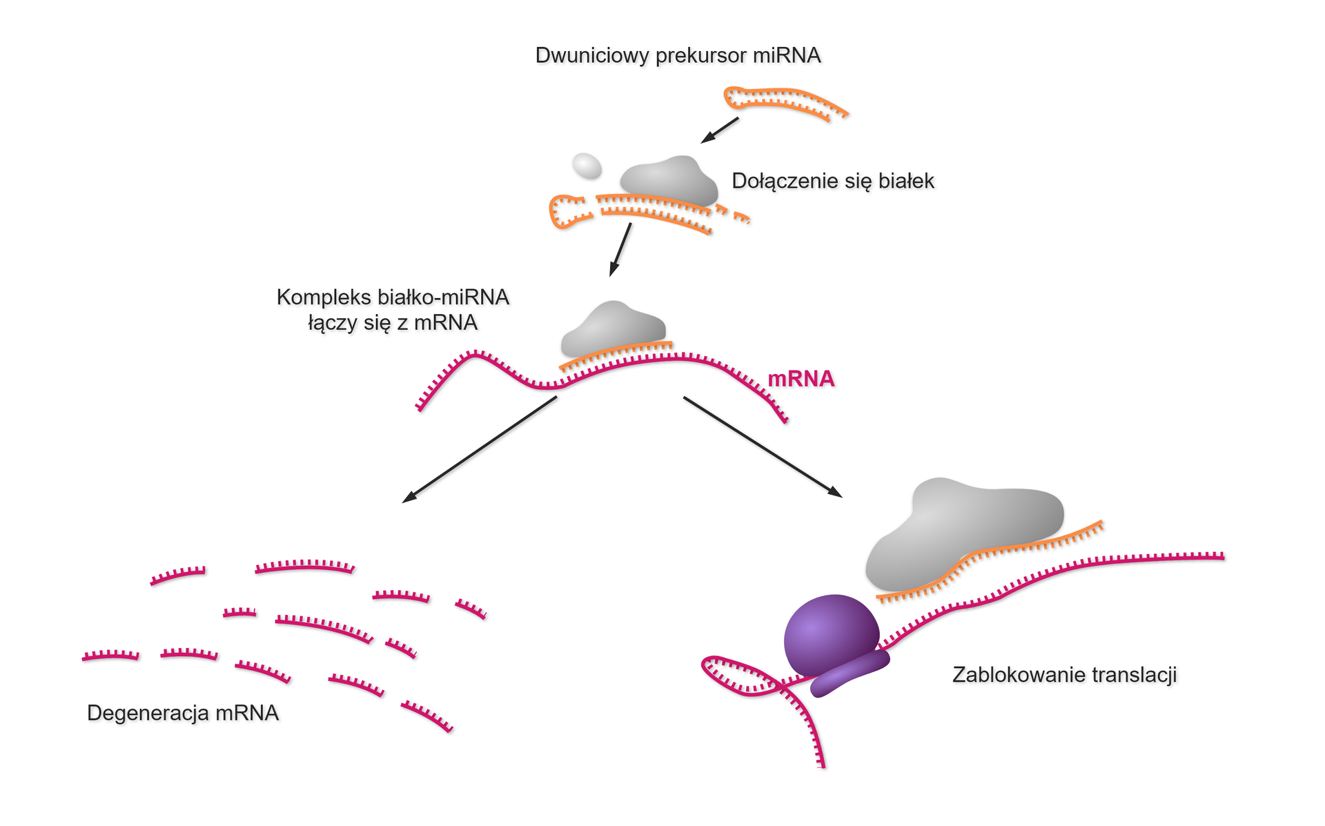 Ilustracja ukazuje schemat formowania oraz działania miRNA. Na ilustracji dwuniciowy prekursor miRNA, zakończony po lewej stronie pętlą, łączy się z białkami. W wyniku połączenia z białkami odcina się pętla miRNA. Kompleks białko‑miRNA (posiadające jedną nić z dwuniciowego prekursora miRNA) łączy się z mRNA. W wyniku tego kompleks miRNA–białko blokuje translację przyłączonego mRNA lub go rozcina, prowadząc do jego degeneracji. W przypadku degeneracji na ilustracji pokazano nić mRNA w kawałkach. W przypadku zablokowania translacji na nici mRNA po lewej stronie jest fioletowa kulka schematycznie pokazująca rybosom.