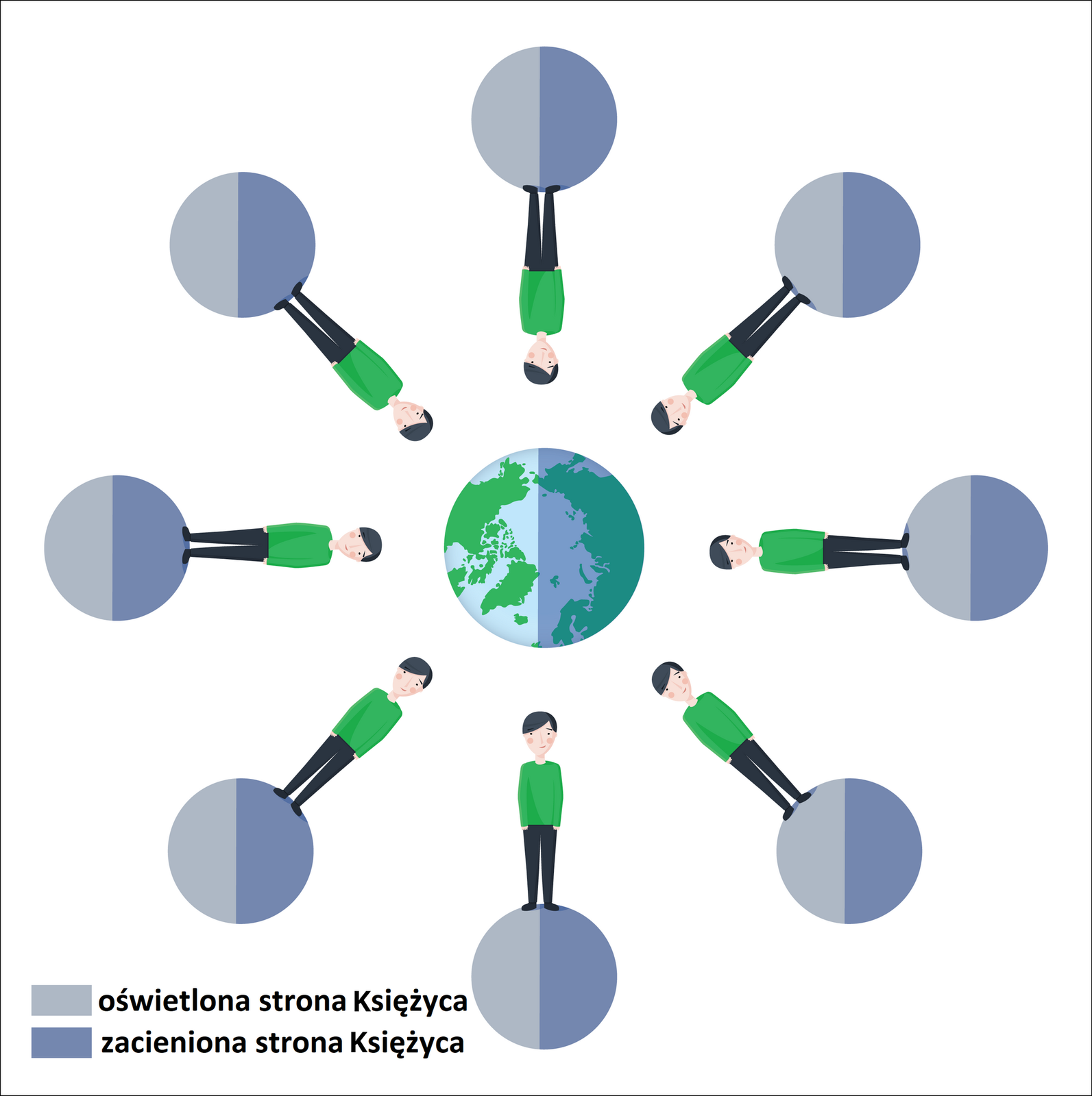 Ilustracja przedstawia Ziemię oraz osiem kół narysowanych wokół niej, koła to Księżyc - ziemski satelita. Prawa połowa Ziemi ciemniejsza niż lewa. Koła mniejsze od Ziemi, niebieskie. Rozłożone równomiernie wokół Ziemi. Prawe połowy wszystkich kół ciemniejsze od lewych. Na każdym kole „stoi” ludzik. Czarne spodnie, zielona bluzka z długim rękawem, czarne włosy. Ludziki ustawione są w taki sposób, że głowa każdego z nich znajduje się możliwie blisko Ziemi. Obserwator stojący we wskazanym miejscu na Księżycu widzi cały czas Ziemię nad głową.