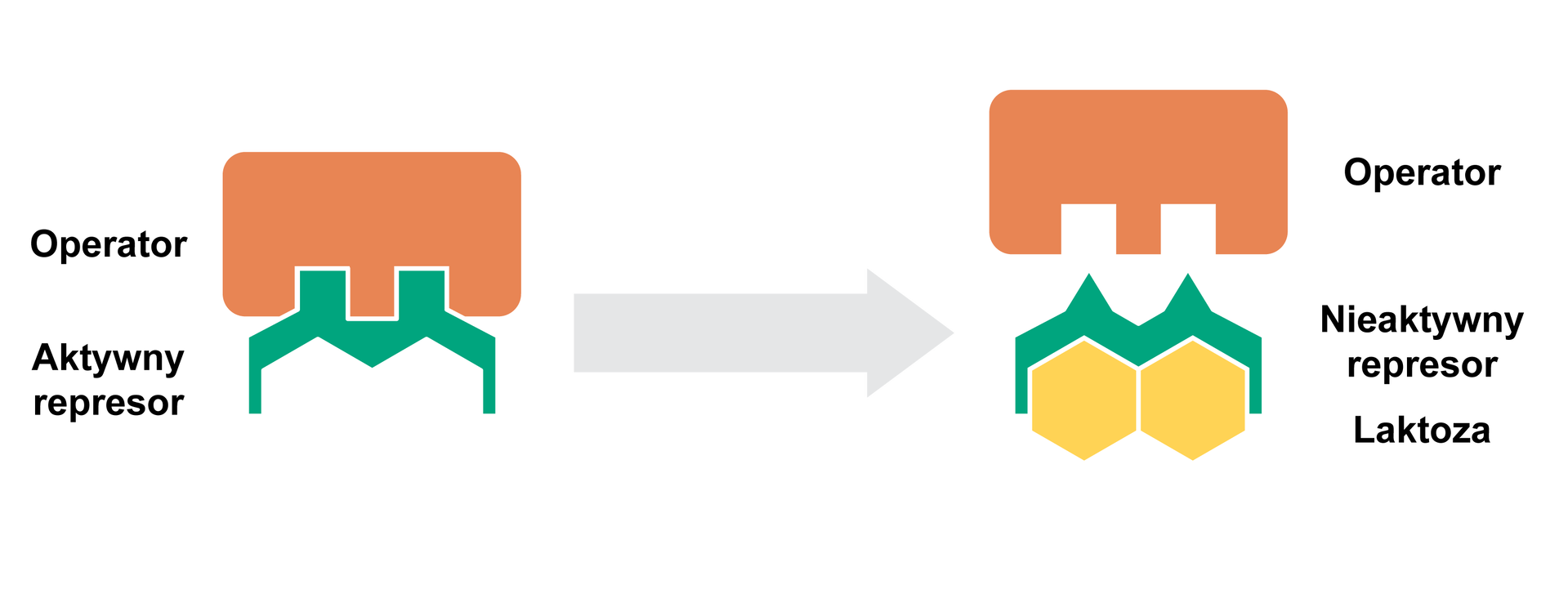 Ilustracja przedstawia działanie represora. W pierwszym etapie operator jest połączony z aktywnym represorem. Strzałka w prawo. Operator odłącza się. Pozostaje nieaktywny represor połączony w dolnej części z laktozą, zilustrowaną w postaci dwóch sześciokątów.  