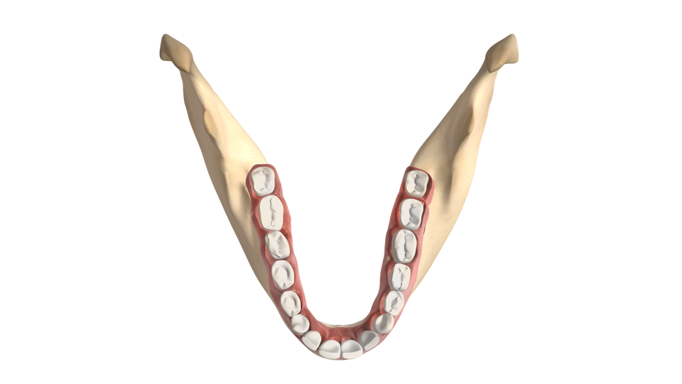 Zdjęcie przedstawia dolny łuk zębowy. Każda połowa łuku zawiera po 8 zębów człowieka. Widoczne jest kość żuchwy, w której zęby osadzone w dziąśle są. 