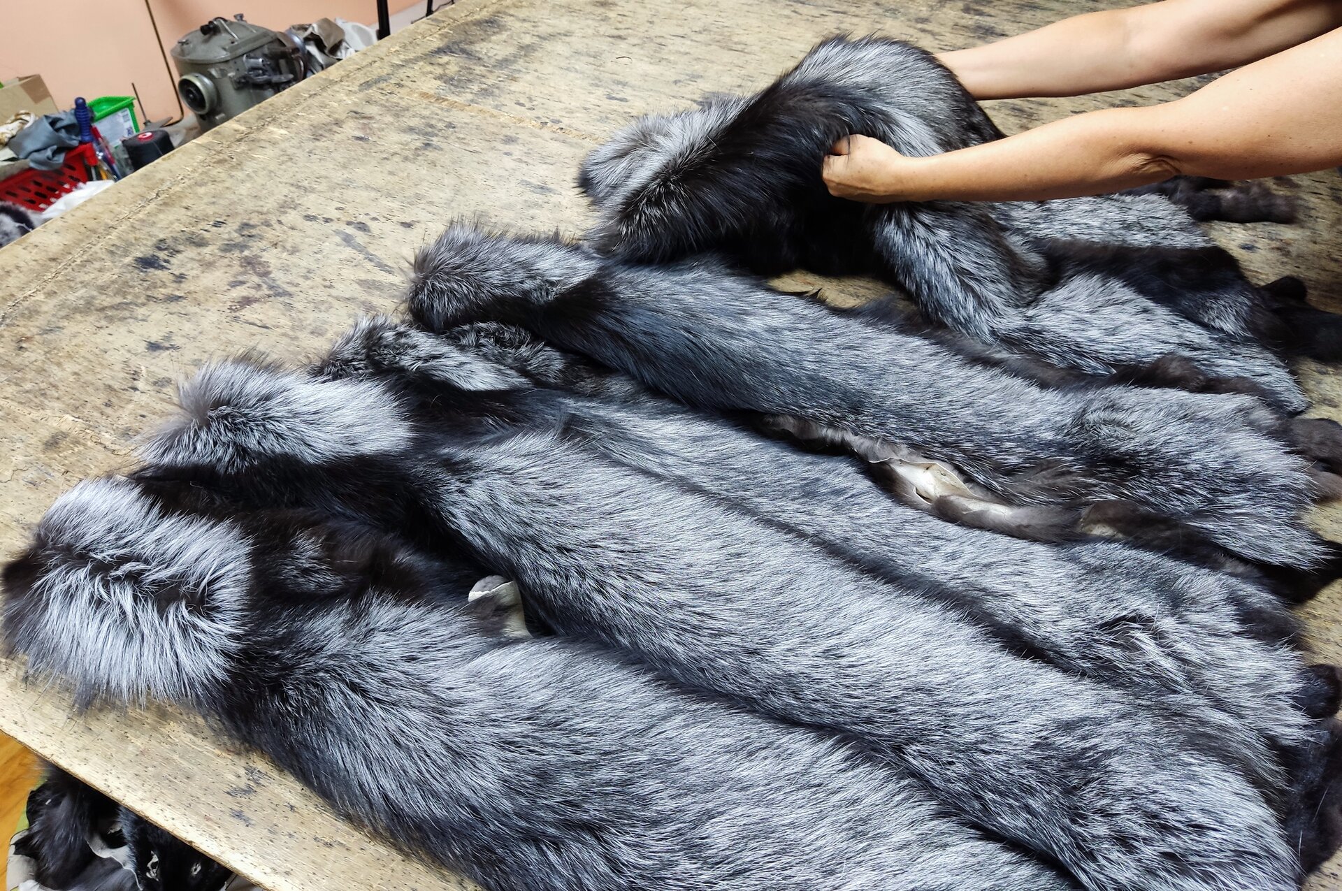 Zdjęcie przedstawia cztery skóry z lisa rozłożone na stole. Skóry posiadają okrywę z długiego szaro‑czarnego włosia. Osoba podnosi jedną ze skór. 
