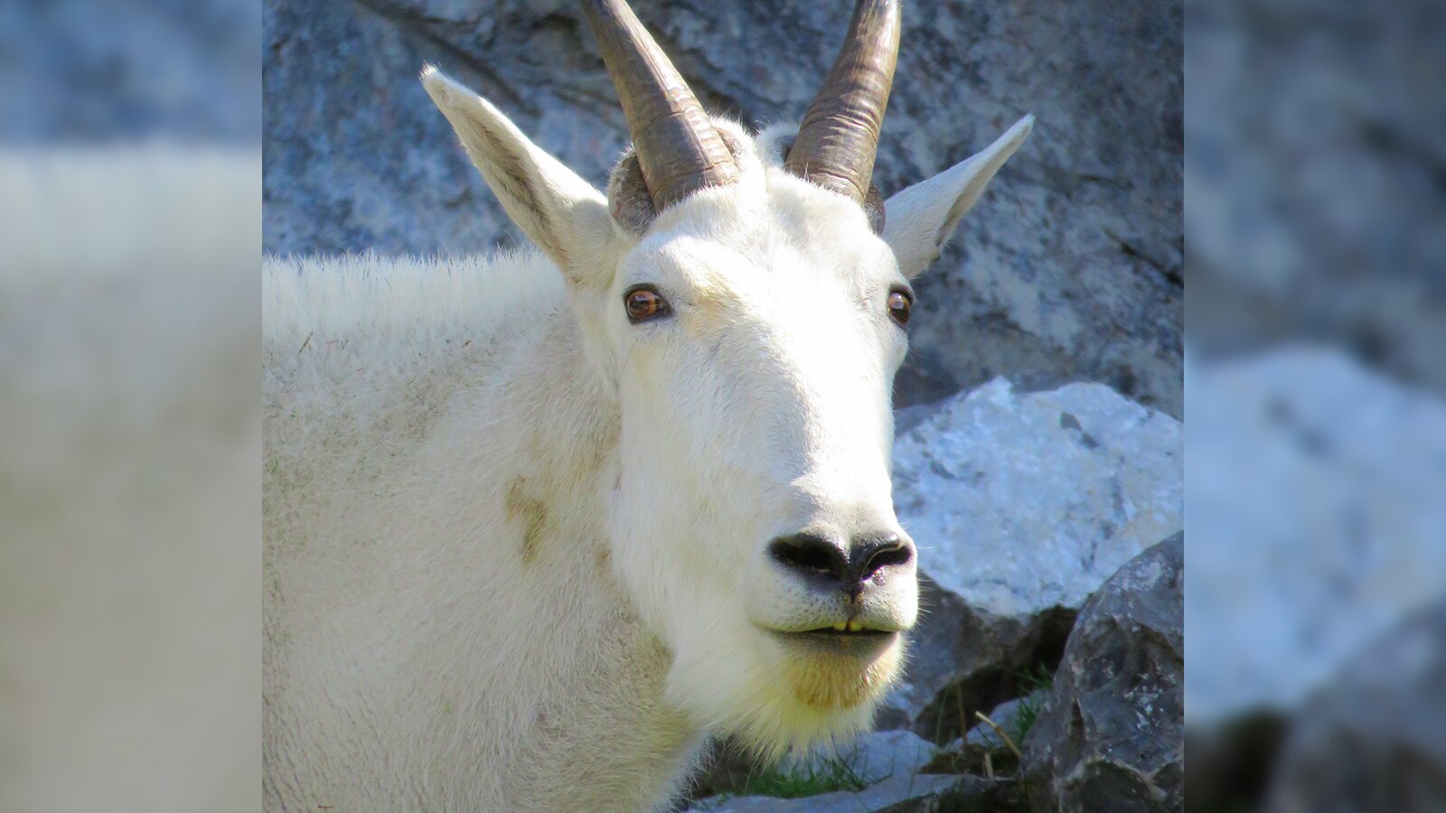 Zdjęcie przedstawia zbliżenie na kozicę górską. Widoczny jest pysk białej kozicy z krótkimi rogami, na tle szarych skał.