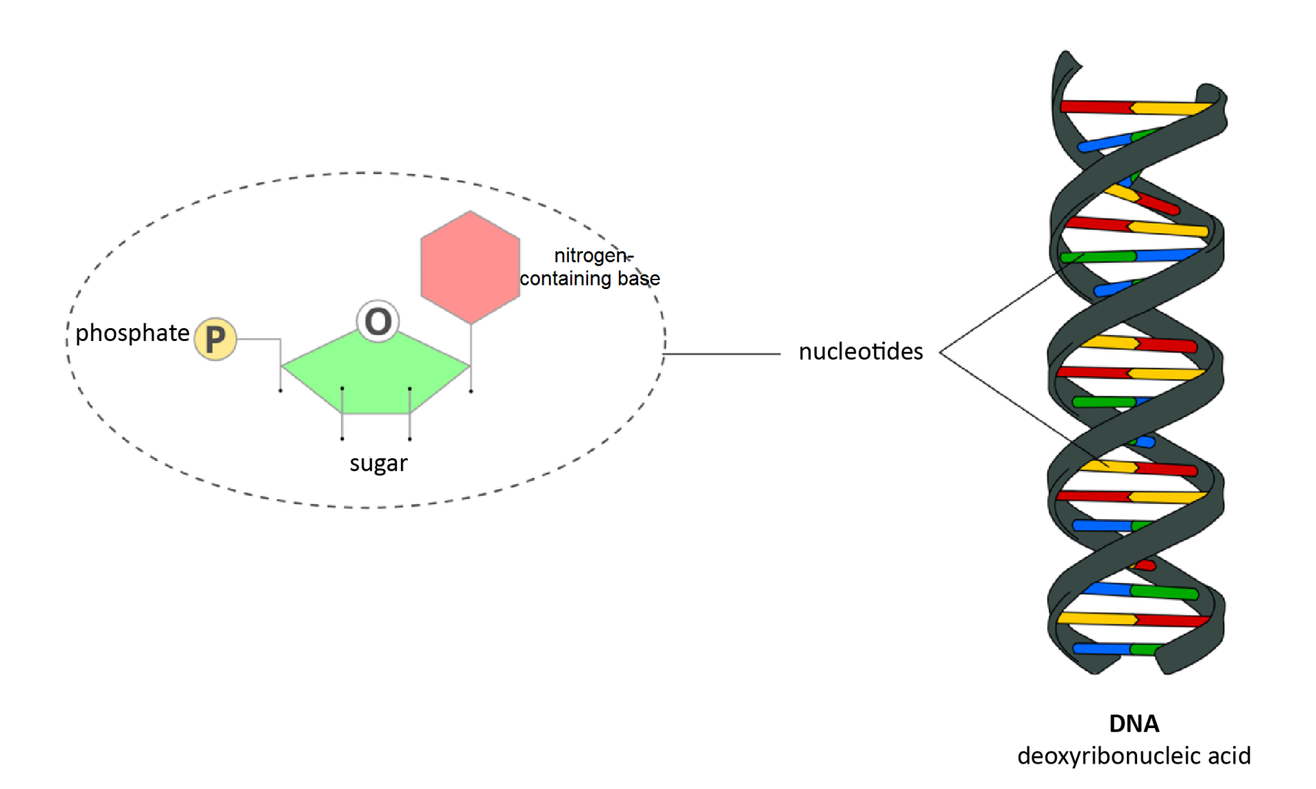 Ilustracja przedstawia schemat budowy kwasów nukleinowych. Po lewej umieszczono owal, zaznaczony przerywaną linią, obrazujący nukleotyd. Znajduje się w nim żółte kółko z literą P, czyli fosforan, phosphate. Jest on połączony z zielonym pięciokątem z literą O, czyli cukrem, sugar. Powyżej łączy się z nim różowy sześciokąt, czyli zasada azotowa, nitrogen-containing base. Po prawej przedstawiono cząsteczkę DNA. Wygląda jak spiralnie skręcona drabinka, zbudowana z szarych wstęg, połączonych ze sobą kolorowymi nukleotydami, nucleotides. Podpisano obrazek łańcucha DNA: DNA deoxyribonucleic acid