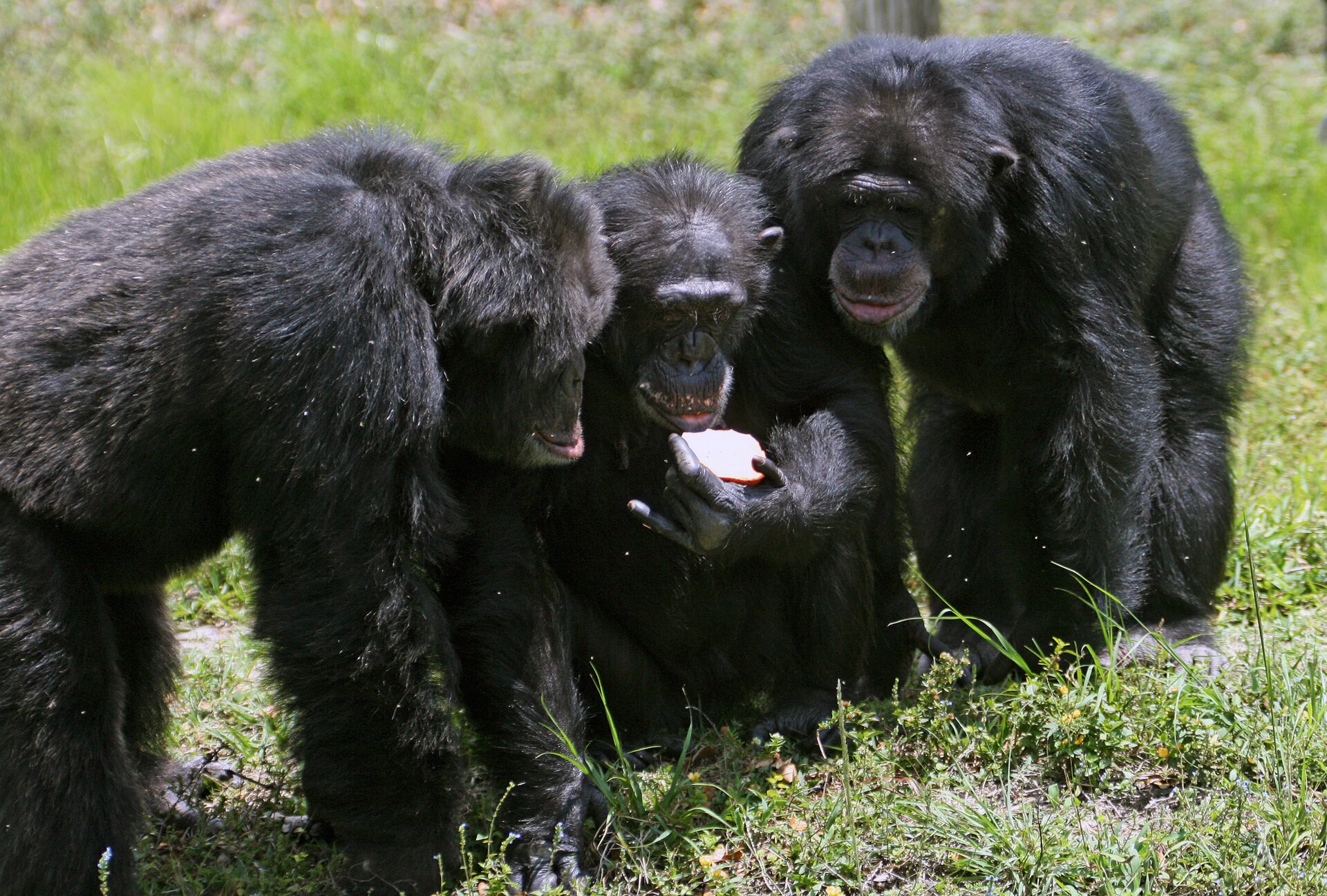 Na ilustracji znajdują się trzy szympansy. Stoją obok siebie. Szympans w środku trzyma połówkę jabłka. Szympansy znajdujący się po bokach przyglądają się połówce jabłka. Zwierzęta siedzą na trawie. 