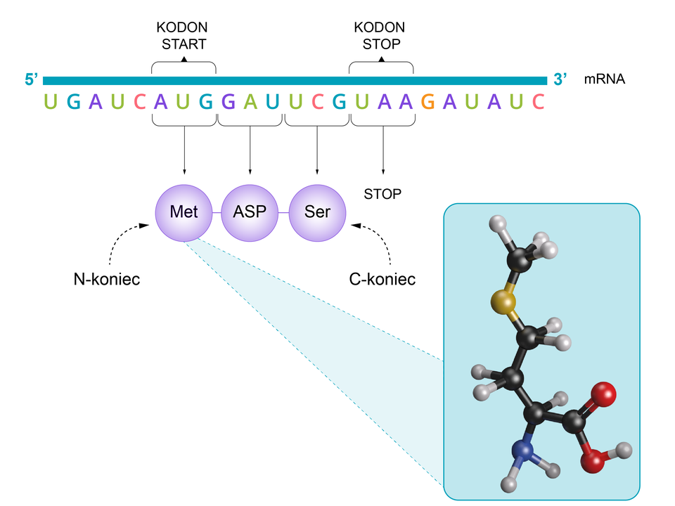 Ilustracja przedstawia fragment mRNA, biegnący od końca 5 prim do końca 3 prim. Wyróżniono na nim cztery kodony, kolejno od końca 5′: AUG (kodon start), GAU, UCG, UAA (kodon stop). Kodony te kodują trzy aminokwasy, oznaczone jako kółka z wpisanymi skrótami, kolejno od N‑końca do C‑końca: metioninę (Met), kwas asparaginowy (Asp) i serotoninę (Ser). Przy kółku oznaczającym metioninę znajduje się powiększenie, przedstawiające strukturę przestrzenną tego aminokwasu.