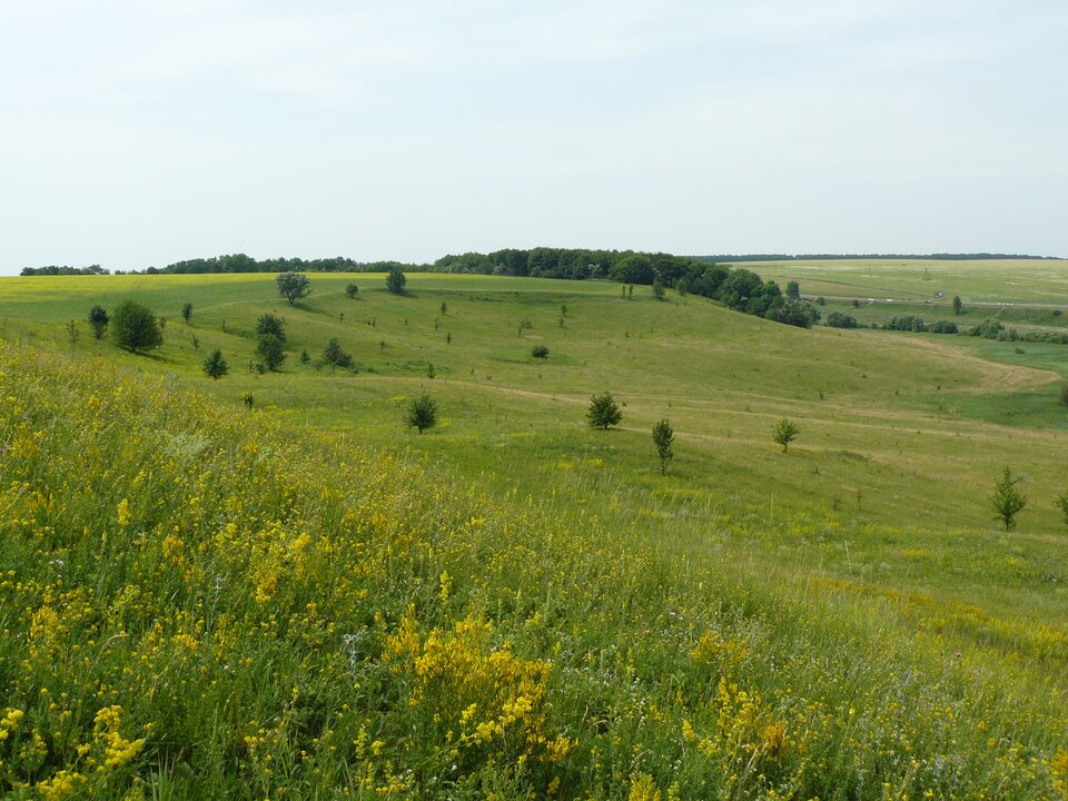 Zdjęcie przedstawia nieco pagórkowaty teren porośnięty głównie trawą. Gdzieniegdzie rosną pojedyncze drzewa i skupiska drzew. 