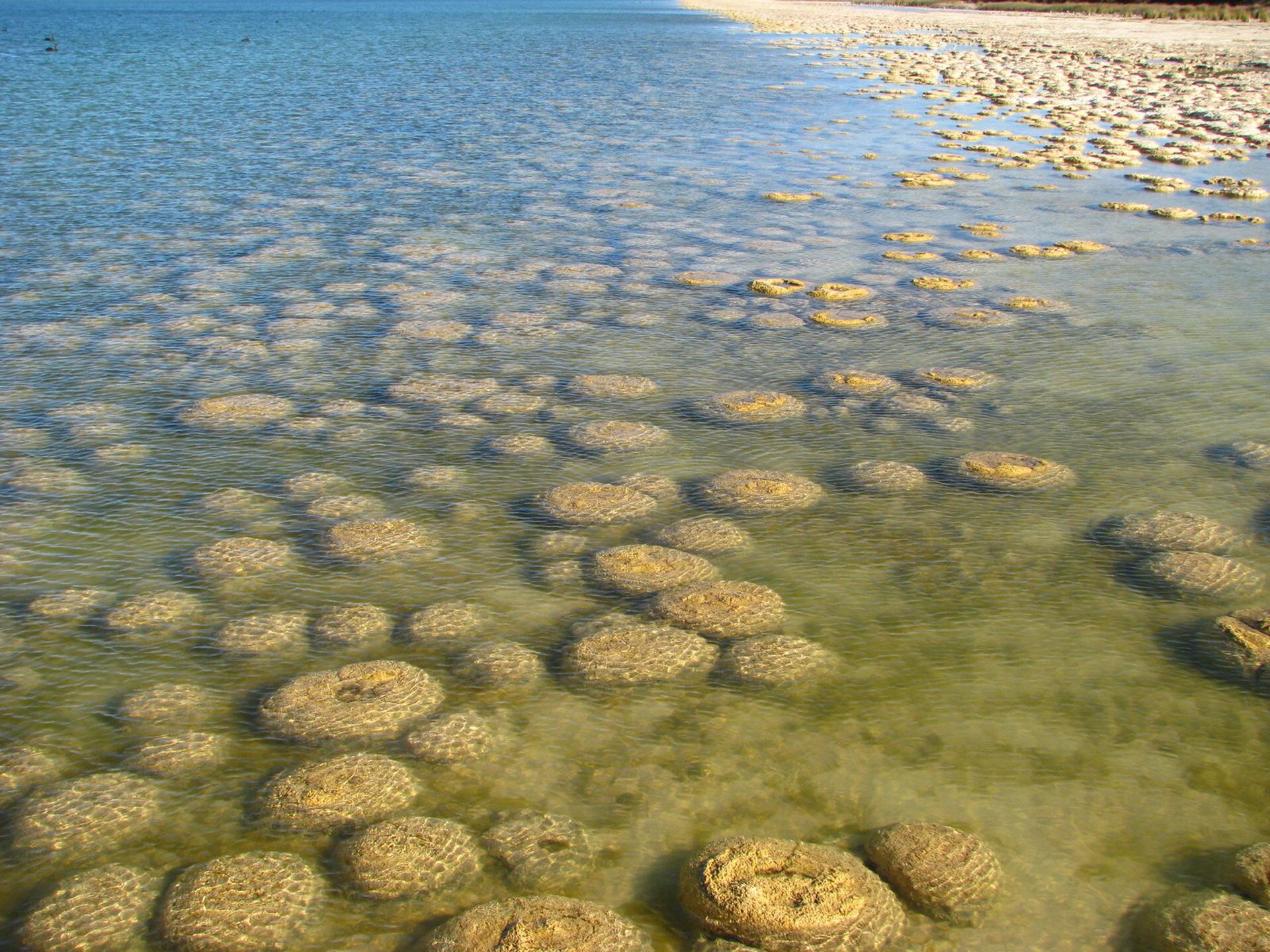 Stromatolity
