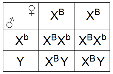 Ilustracja przedstawia szachownicę Punnetta. Ma dwie kolumny i dwa poziome rzędy. W kolumnach są gamety żeńskie, w rzędach męskie. Po połączeniu gamety żeńskiej duża litera X indeks górny duża litera B z gametą męską duża litera X indeks górny mała litera b powstaje genotyp duża litera X indeks górny duża litera B duża litera X indeks górny mała litera b. Po połączeniu gamety żeńskiej o zapisie duża litera X indeks górny duża litera B z gametą męską duża litera Y powstaje osobnik o genotypie duża litera X indeks górny duża litera B duża litera Y. Po połączeniu gamety żeńskiej duża litera X indeks górny duża litera B z gametą męską duża litera X indeks górny mała litera b powstaje genotyp duża litera X indeks górny duża litera B duża litera X indeks górny mała litera b. Po połączeniu gamety żeńskiej duża litera X indeks górny duża litera B z gametą męską duża litera Y powstaje genotyp duża litera X indeks górny duża litera B duża litera Y.   