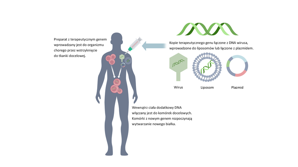Ilustracja przedstawia schemat terapii genowej in vivo. Na górze schematu jest helisa. To kopie terapeutycznego genu łączone z DNA wirusa, wprowadzone do liposomów lub łączone z plazmidem. Pod spodem są trzy obrazki: wirusa z helisą w środku, okrągłego liposomu z helisą w środku. Liposom otoczony jest dwoma rzędami kulek. Na końcu jest plazmid w kształcie okręgu z odcinkami w kolorze szarym, zielonym i różowym. Od kopii terapeutycznego genu strzałka do sylwetki człowieka. W okolicach obojczyka człowieka jest strzykawka. Tu opis: preparat z terapeutycznym genem wprowadzany jest do organizmu chorego przez wstrzyknięcie do tkanki docelowej. W sylwetce człowieka pod lewym obojczykiem są trzy okrągłe komórki. Natomiast po prawej stronie pod obojczykiem jest symbol wirusa, pod nim plazmid, obok liposom. Od plazmidu strzałka do komórek znajdujących się w okolicach brzucha. W komórkach są helisy. Opis: wewnątrz ciała dodatkowy DNA włączany jest do komórek docelowych. Komórki z nowym genem rozpoczynają wytwarzanie nowego białka.