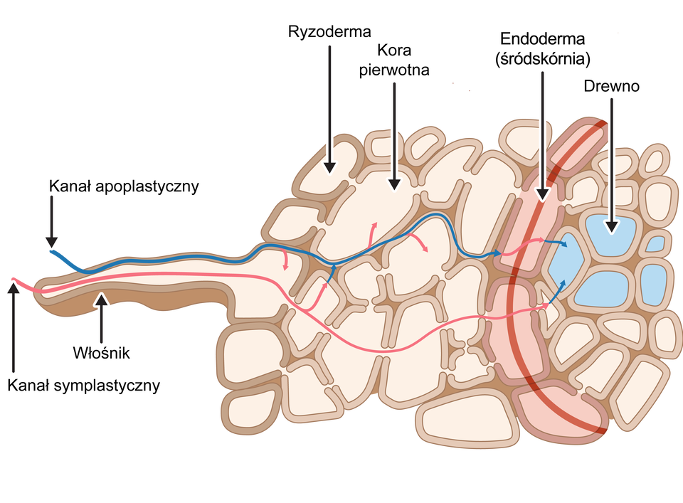 Schemat przedstawia przekrój poprzeczny przez korzeń z przedstawionymi schematycznie drogą symplastyczną (różowe strzałki) i apoplastyczną (niebieskie strzałki). Na schemacie zaznaczono komórki roślinne w postaci nieregularnych, przypominających owal kształtów. Poczynając od prawej strony zaznaczono pośrodku struktury kolorem niebieskim komórki drewna. Oddziela je od pozostałej części warstwa połączonych ze sobą podłużnie ułożonych komórek endodermy (śródskórni). Dalej w lewą stronę znajdują się komórki kory pierwotnej, a na krawędzi komórki ryzodermy. Z jednej z tych komórek odchodzi włośnik - podłużna obła struktura. Przez włośnik biegnie niebieska linia opisana jako kanał apoplastyczny oraz czerwona linia opisana jaka kanał symplastyczny. Od jednej i drugiej linii odchodzą czerwone i niebieskie strzałki biegnące przez cały korzeń, które kończą się w komórkach drewna. 