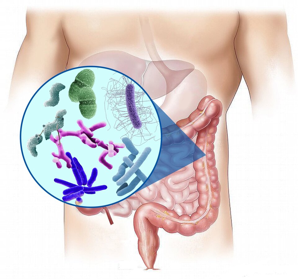 Rysunek przedstawia fragment układu pokarmowego człowieka. Przedstawiono zbliżenie na jelito grube. Bakterie bytujące w jelicie grubym mają postać pałeczek, wici, krętków, itp.Mają one różne formy i kolory.