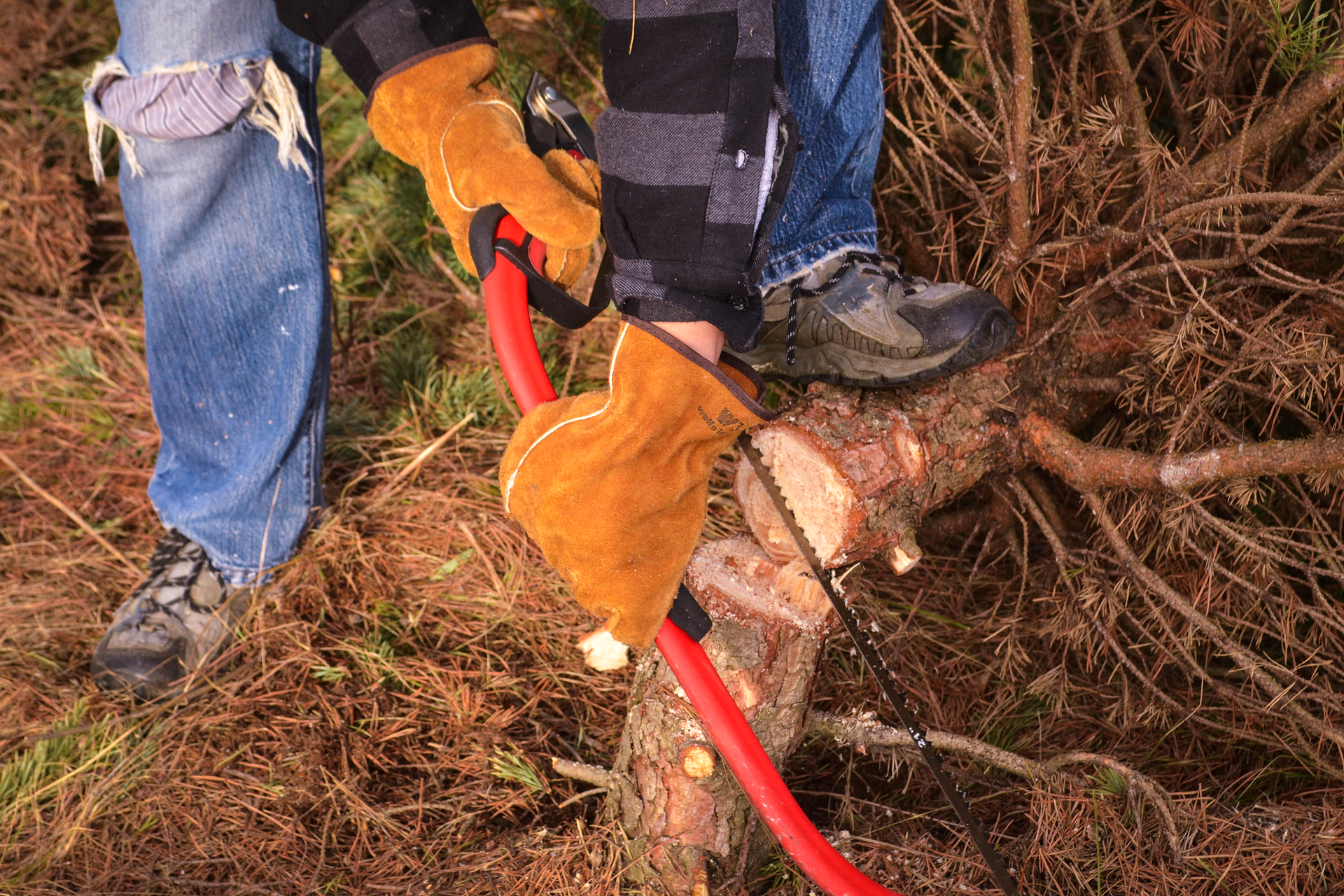 Zdjęcie przedstawiające osobę ścinającą cienkie drzewo za pomocą ręcznej piły.