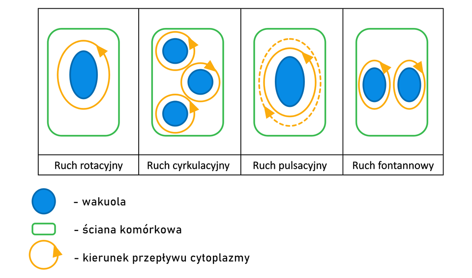 Schemat przedstawia cztery rodzaje ruchu cytoplazmy w komórce, której ściana komórkowa ma kształt prostokątny. Na każdym obrazku jest pokazana niebieska wakuola i pomarańczowe strzałki przedstawiające ruch cytoplazmy. Pierwszy z nich to ruch rotacyjny. Cytoplazma płynie w jednym kierunku wokół jednej, centralnie położonej wakuoli. Drugi rodzaj ruchu to ruch cyrkulacyjny. W przedstawionej komórce cytoplazma krąży wokół trzech wakuoli, a ruch wokół nich zachodzi w różnych kierunkach. Trzeci rodzaj ruchu to ruch pulsacyjny. Cytoplazma płynie naprzemiennie raz w jednym, raz w drugim kierunku wokół jednej, centralnie położonej wakuoli. Jako ostatni przedstawiony jest ruch fontannowy. W przedstawionej komórce obecne są dwie wakuole, wokół których cytoplazma płynie w odmiennych kierunkach.