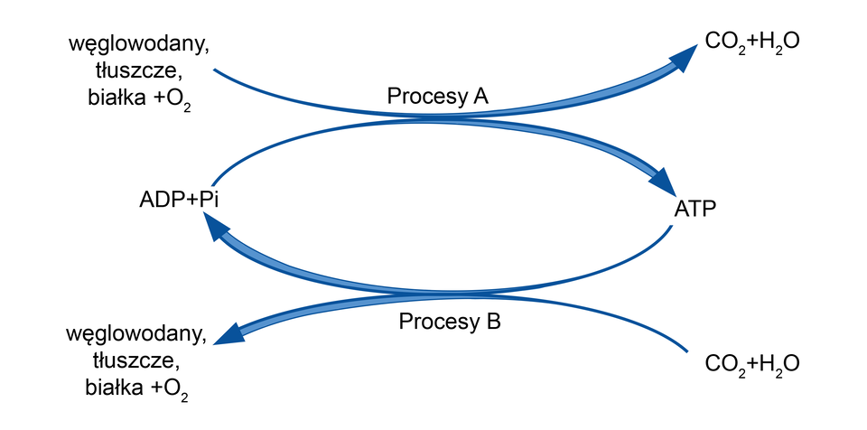 Schemat przedstawia procesy przemian chemicznych. Główny proces przechodzenia ADP + P indeks dolny i do ATP oraz w drugą stronę jest rozrysowany w centralnej części schematu. W górnej części schematu, wraz z przemianą ADP + P indeks dolny i do ATP, dopisano, że zachodzą procesy A czyli przemiana węglowodanów, tłuszczy, białek oraz tlenu do dwutlenku węgla i wody. W dolnej części schematu, wraz z przemianą ATP do ADP + P indeks dolny i, dopisano, że zachodzą procesy B czyli przemiana dwutlenku węgla i wody do węglowodanów, tłuszczy, białek oraz tlenu. 