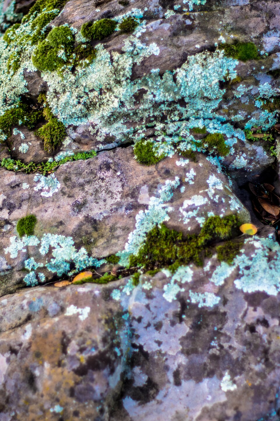 Na zdjęciu znajdują się skały porośnięte zielonymi mchami i porostami. Porosty są niemal płaskie, mocno przytwierdzone do skały.   