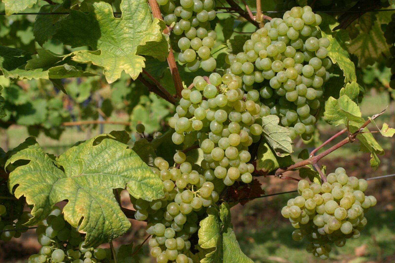 Grüner Veltliner