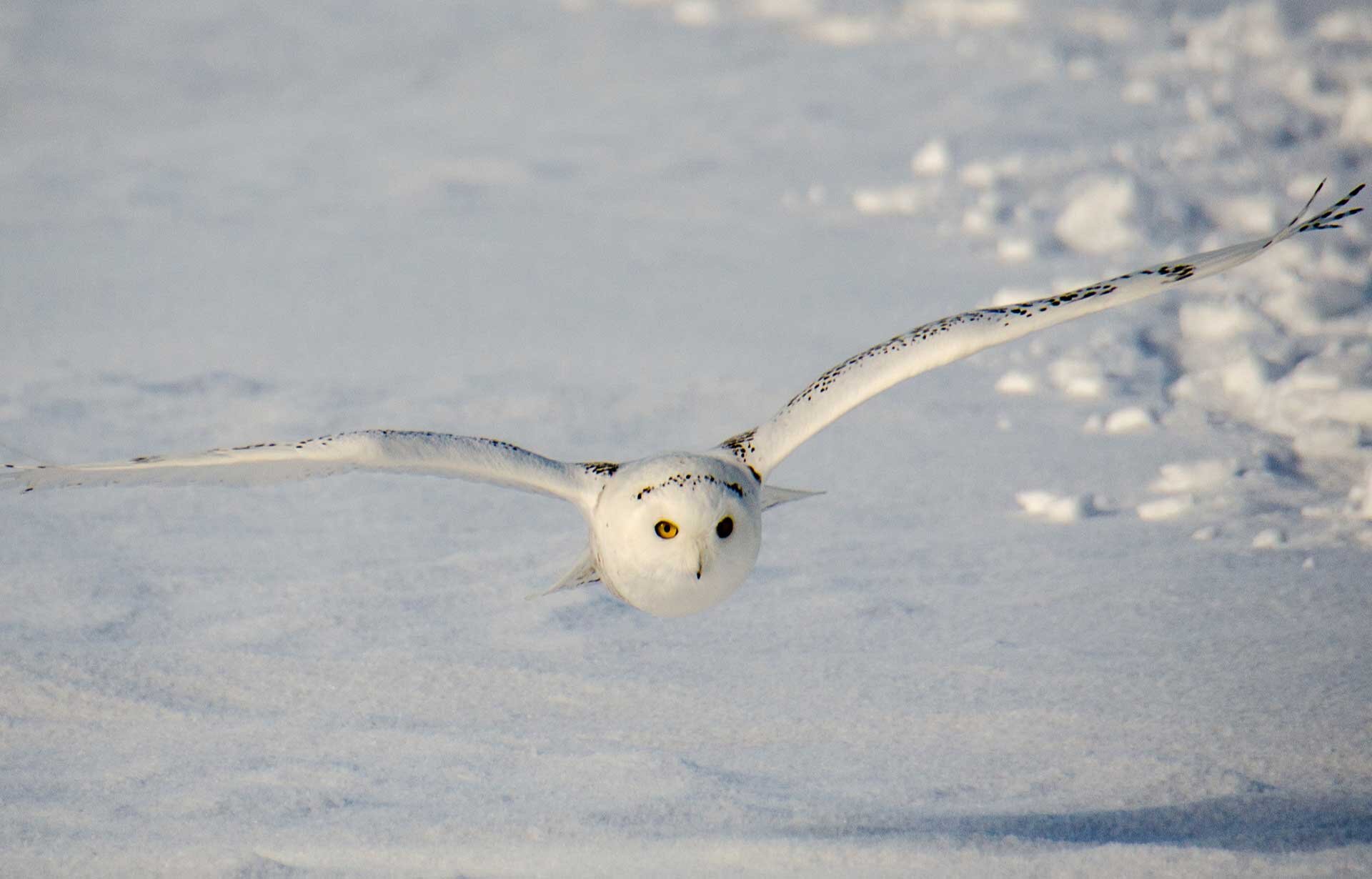Fotografia prezentuje sowę śnieżną koloru białego z czarnymi cętkami i okrągłymi, jasnobrązowymi oczami. Sowa lecącą w kierunku obserwatora, ma szeroko rozpostarte skrzydła. Ziemia pokryta jest śniegiem.