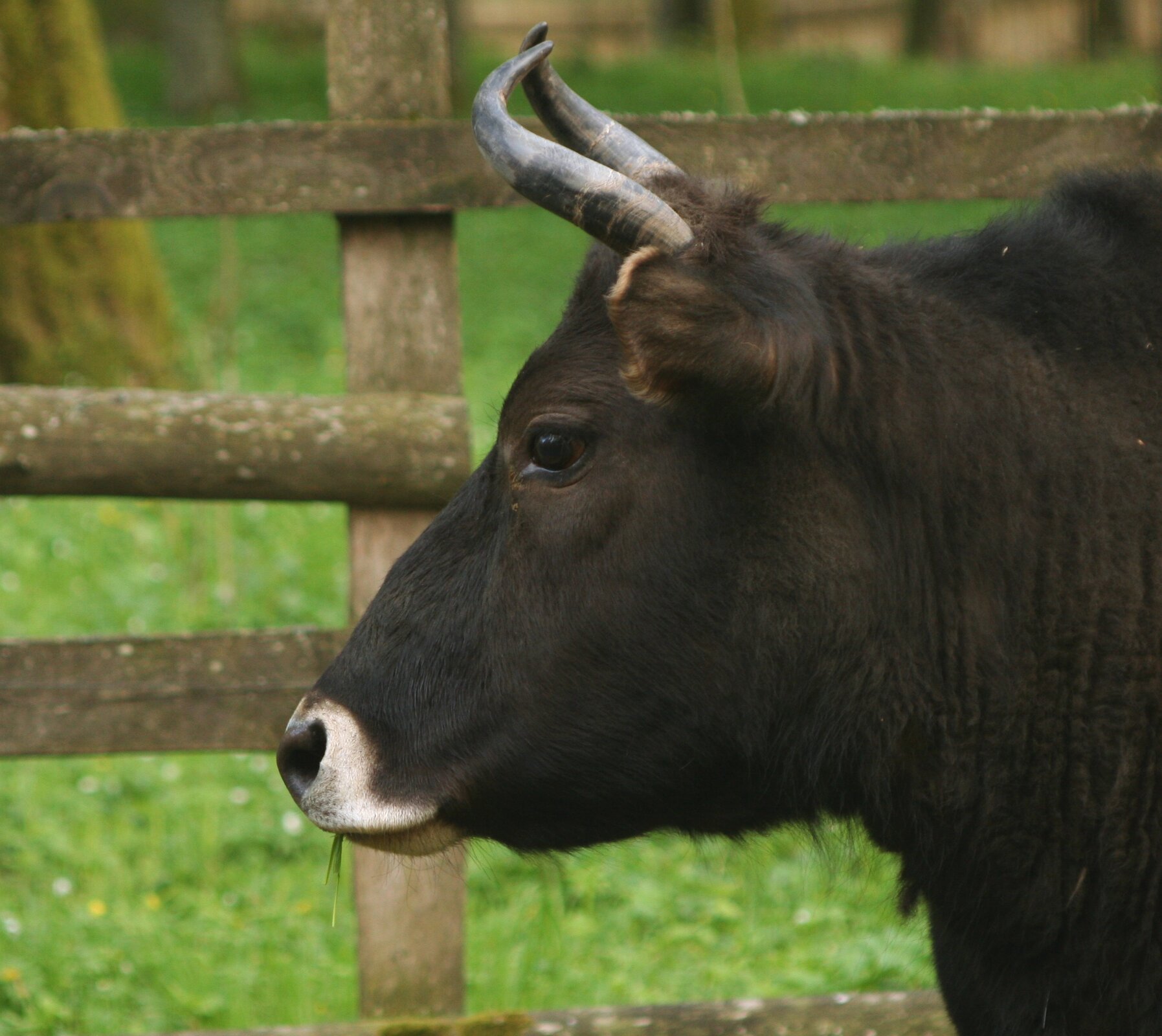 Na zdjęciu znajduje się żubroń, będący krzyżówką żubra i bydła domowego. Widać jedynie głowę i kark zwierzęcia. Głowa podobna jest kształtem do głowy krowy. Żubroń ma czarną sierść.