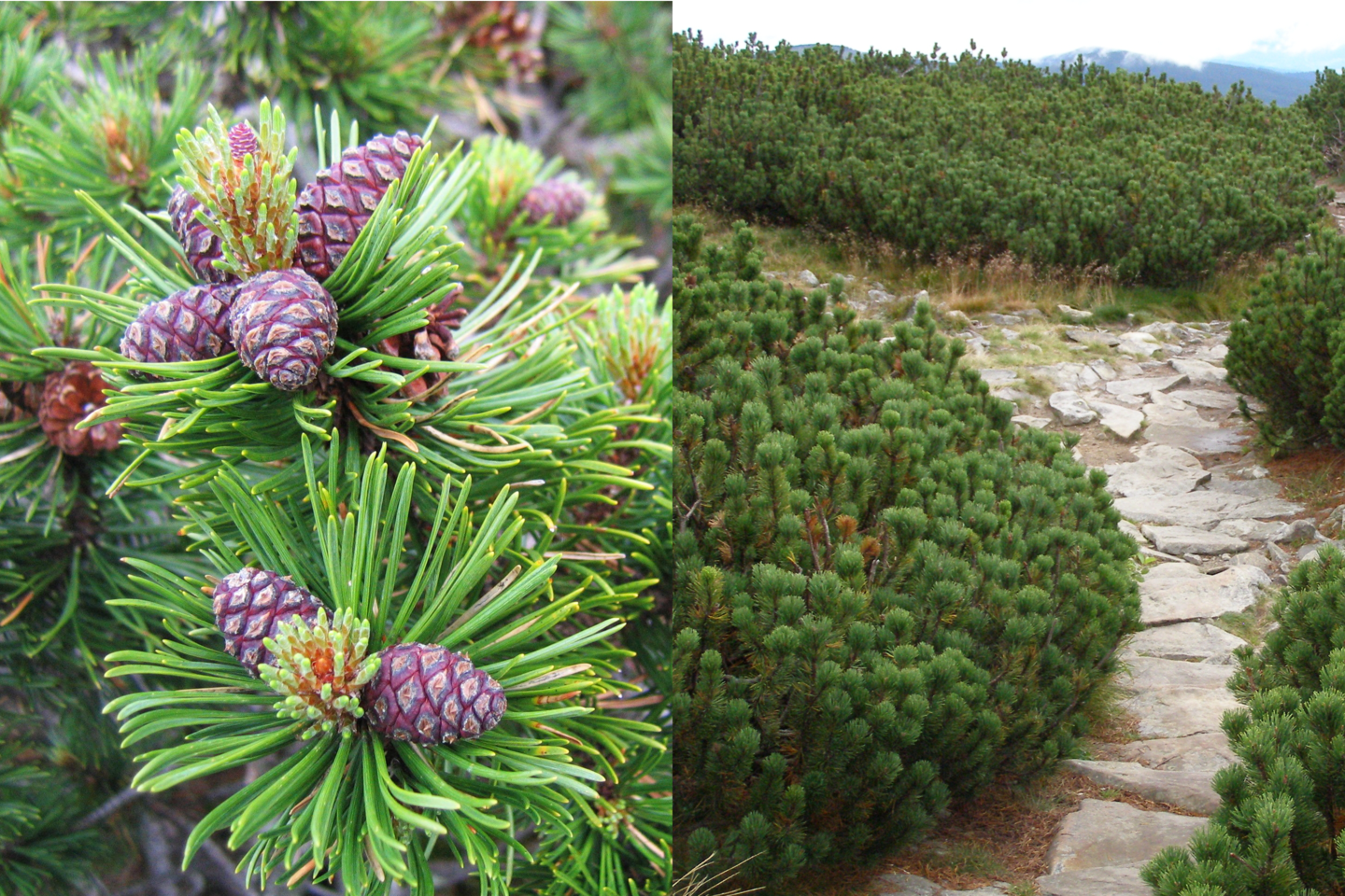 Grafika przedstawia kolaż z dwóch zdjęć. Na fotografii po lewej stronie widoczna jest gałąź sosny kosodrzewiny z długimi igłami po dwie w pęczku. Na szczycie gałęzi wyrastają jajowate fioletowe szyszki, a między nimi jaśniejsze, owalne pędy. Po prawej fotografia przedstawia liczne krzewy kosówki w górskim krajobrazie. Między nimi biegnie droga ze skalnych płyt.